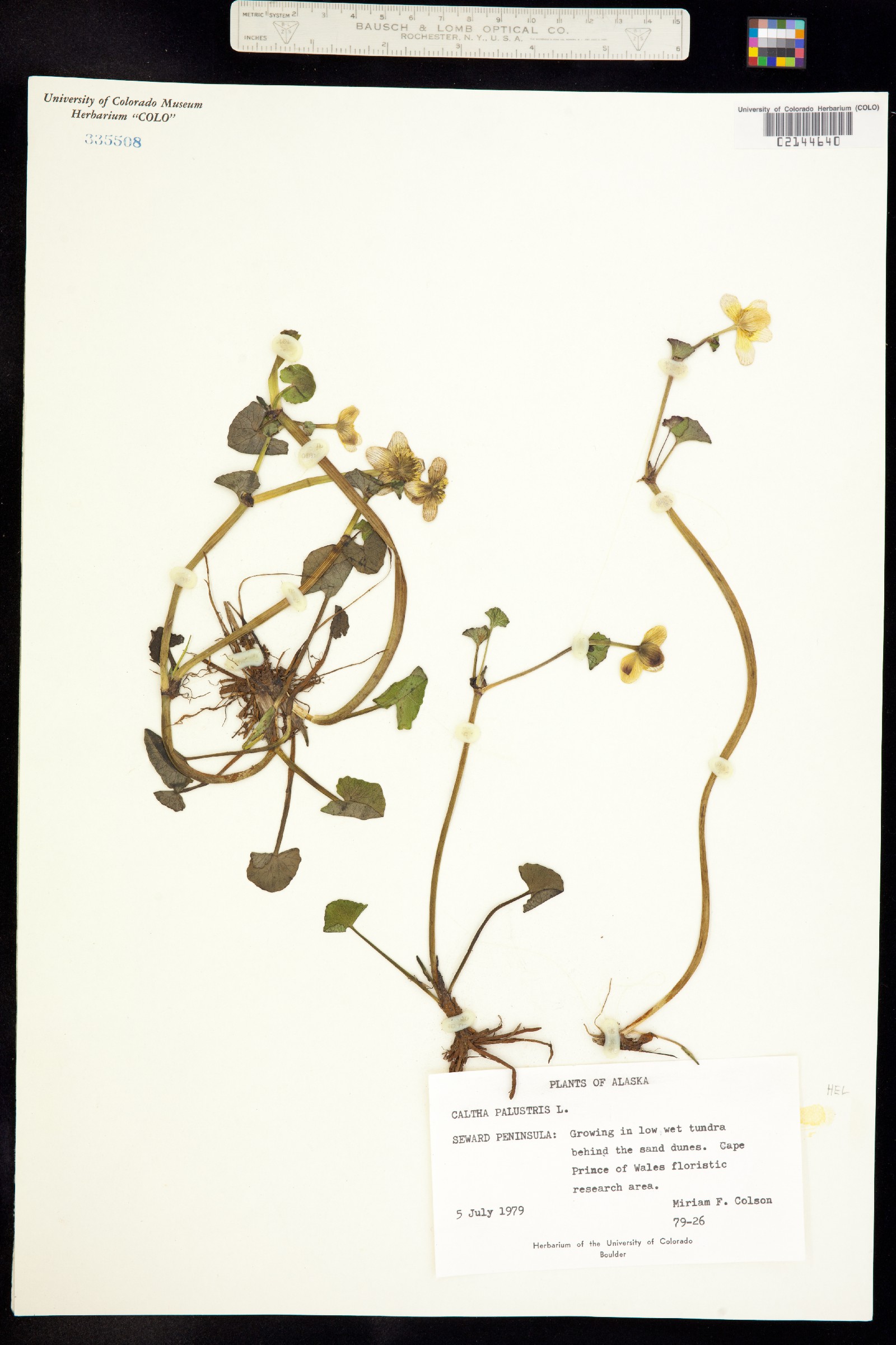 Caltha palustris image