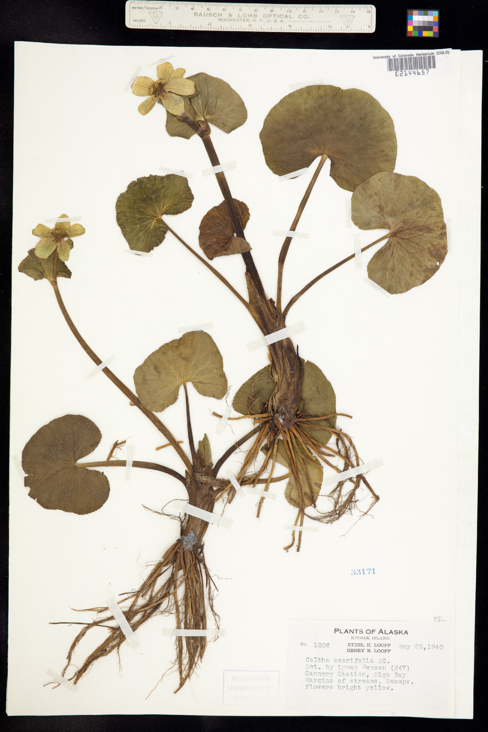 Caltha palustris image