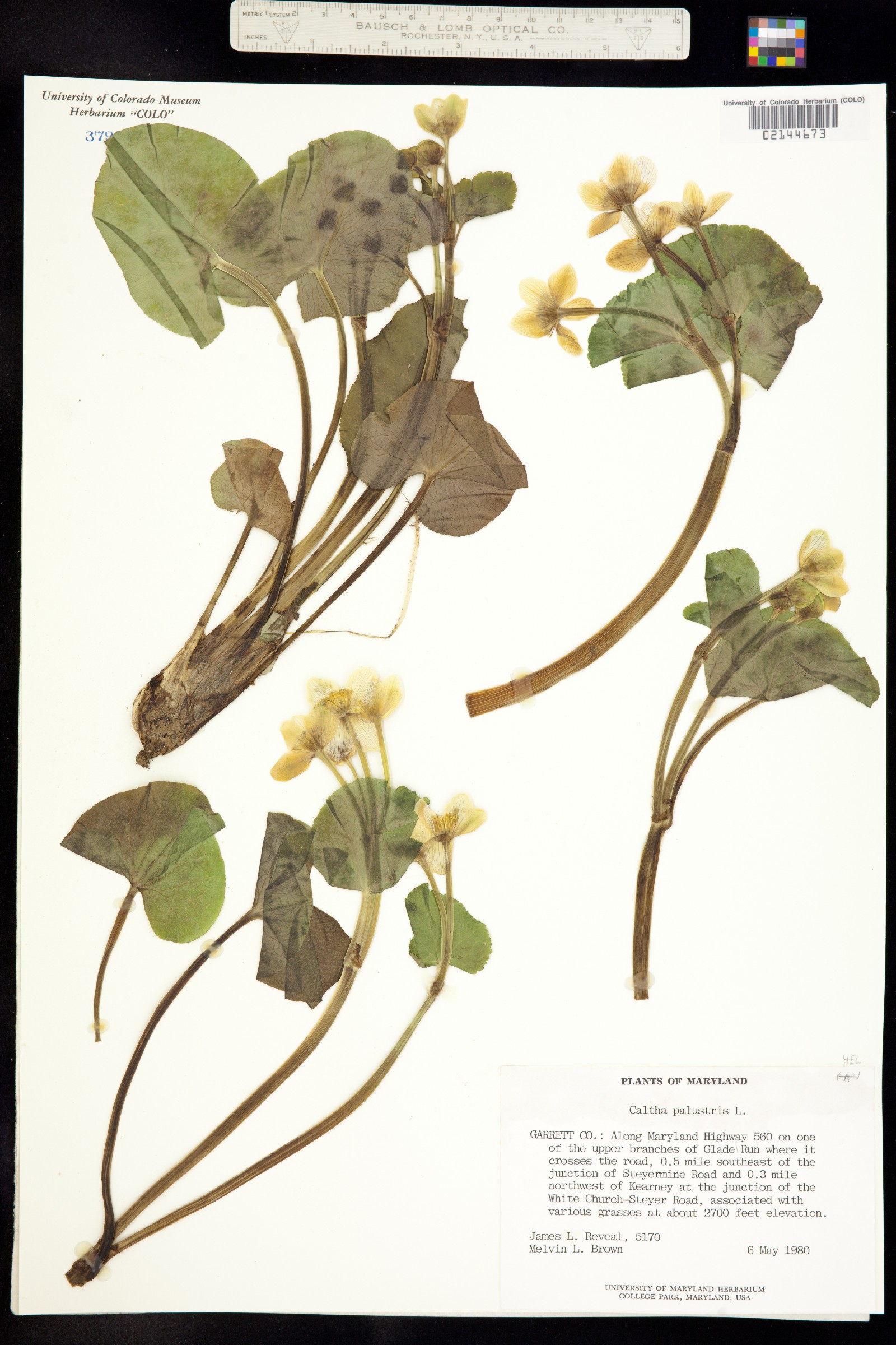 Caltha palustris image