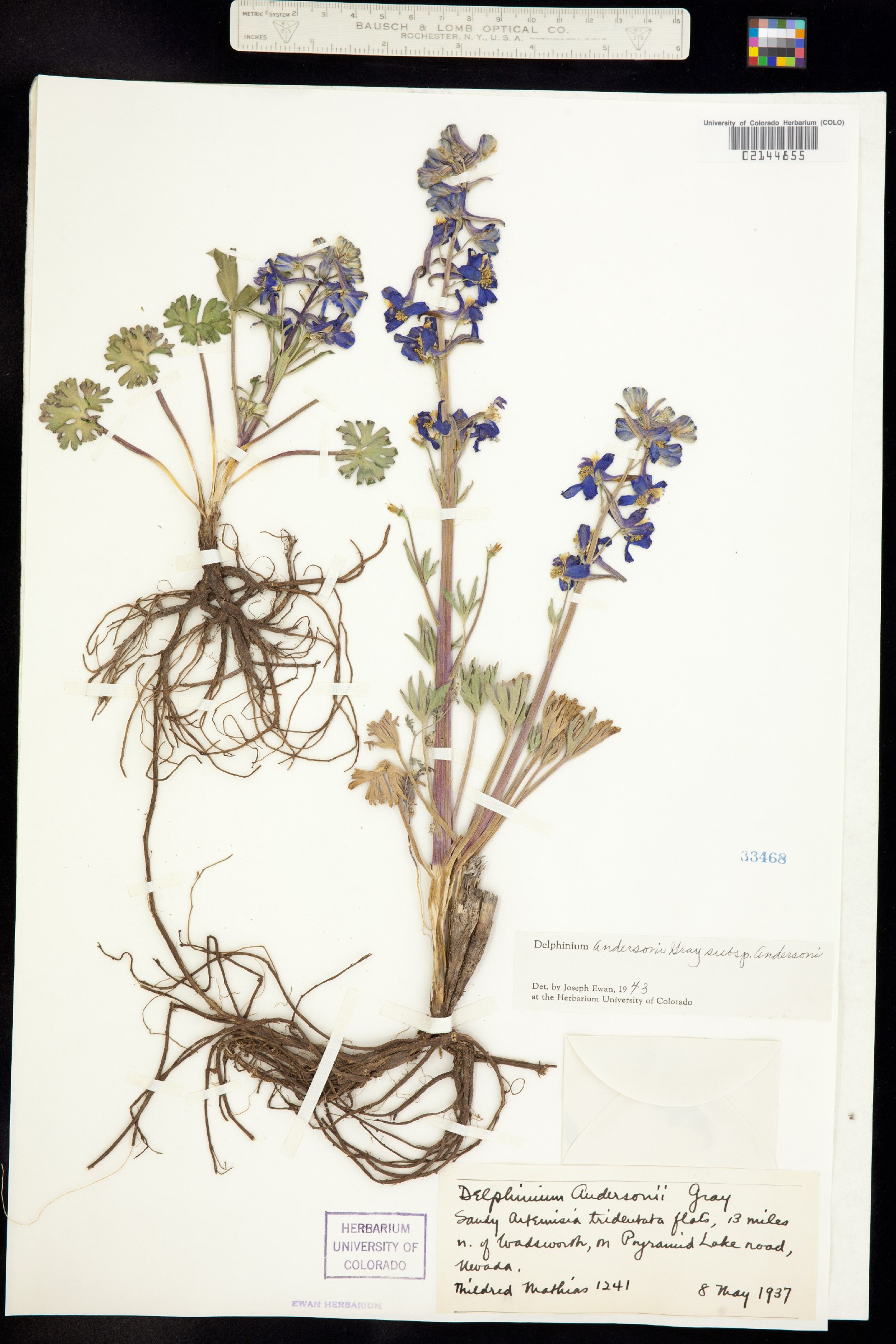 Delphinium andersonii image