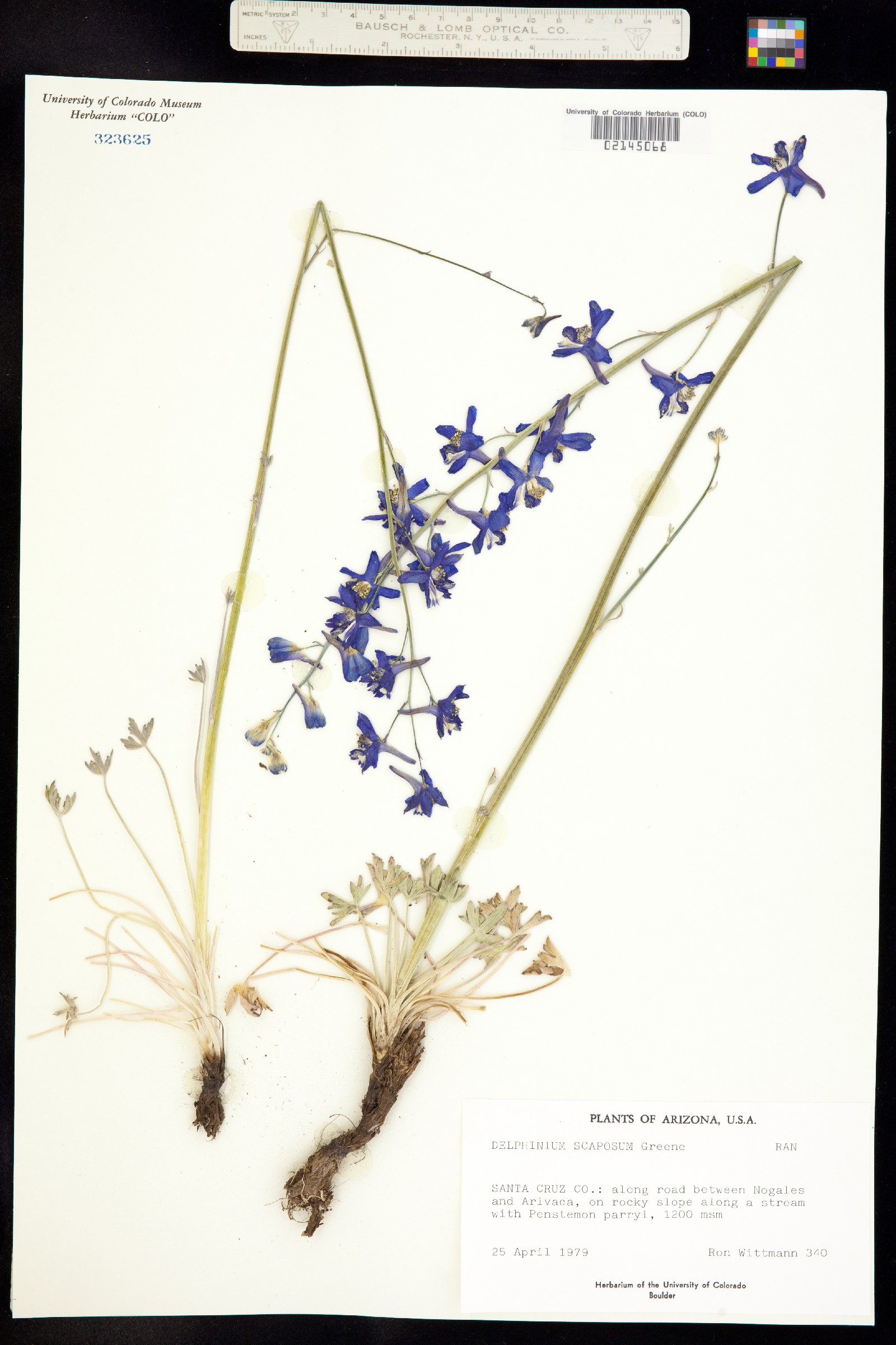 Delphinium scaposum image