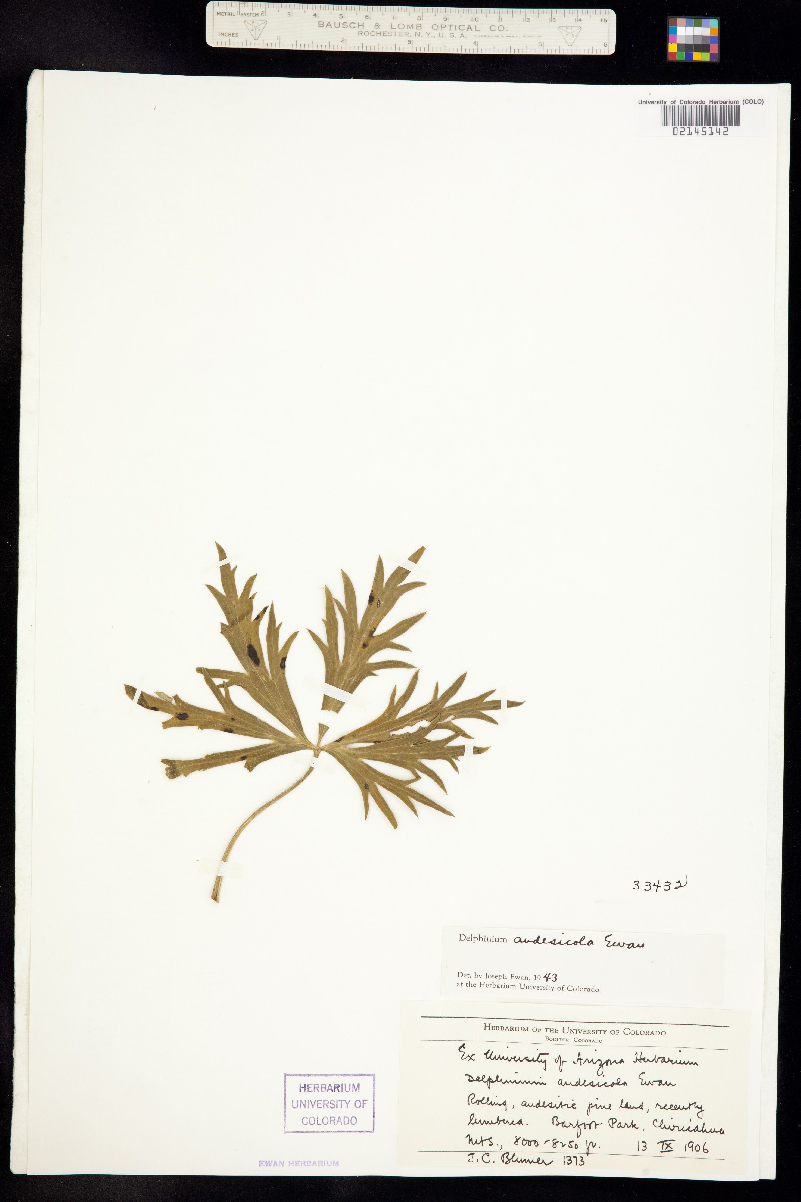 Delphinium andesicola image