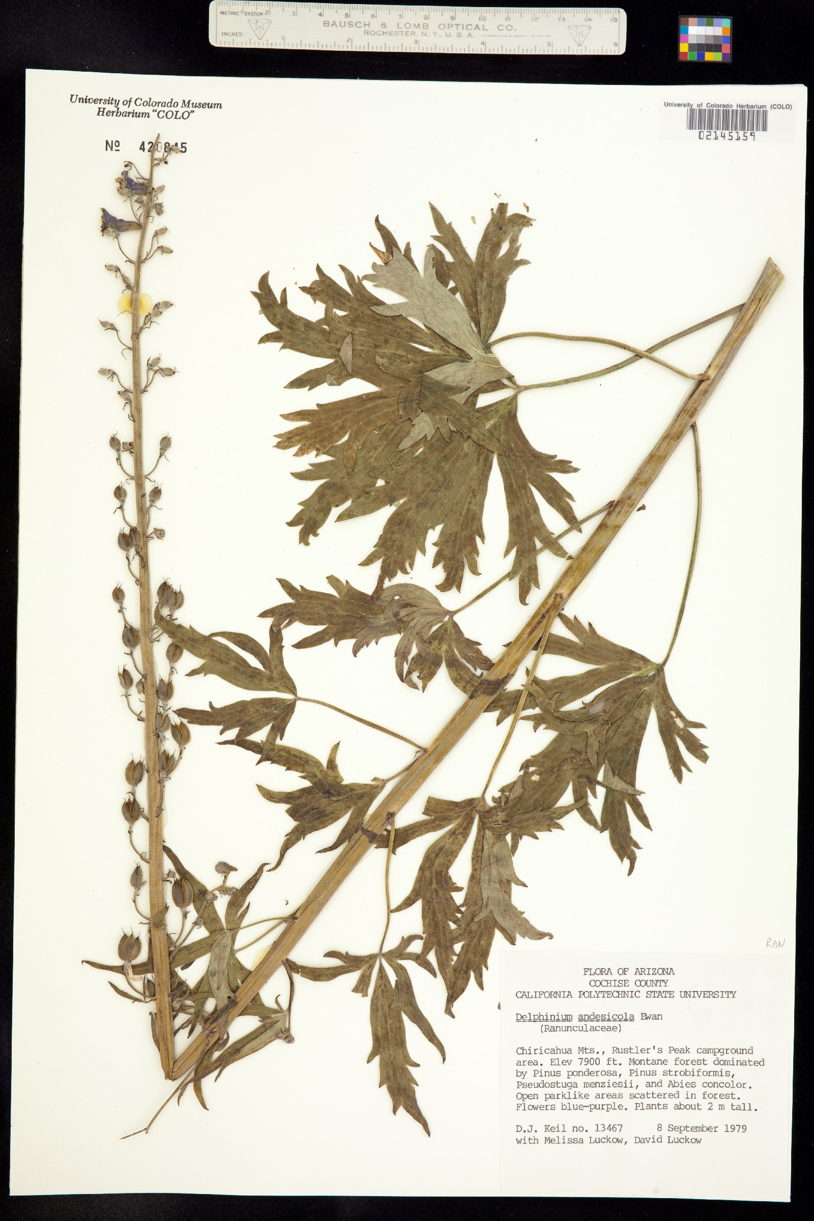 Delphinium andesicola image