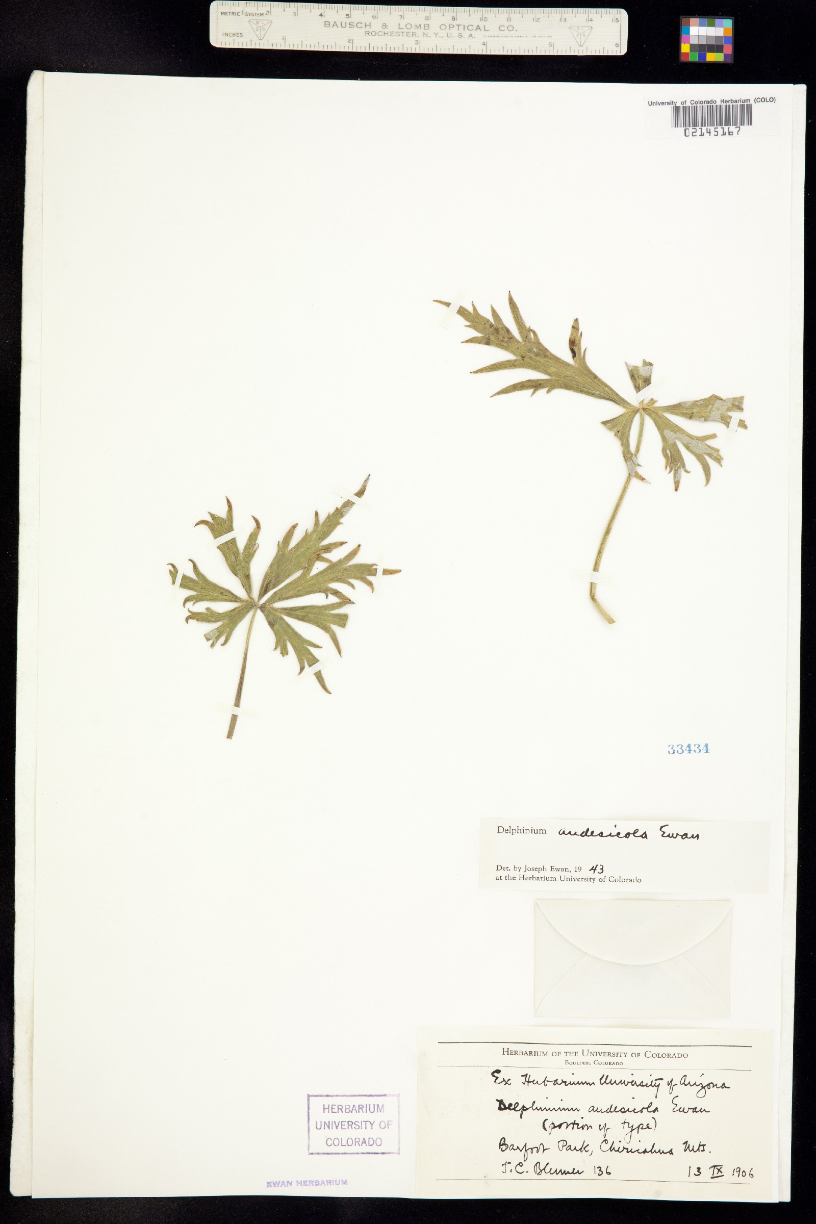 Delphinium andesicola image