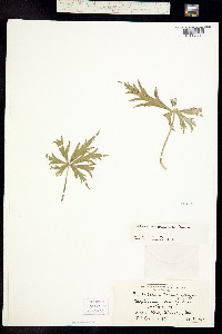 Delphinium andesicola image