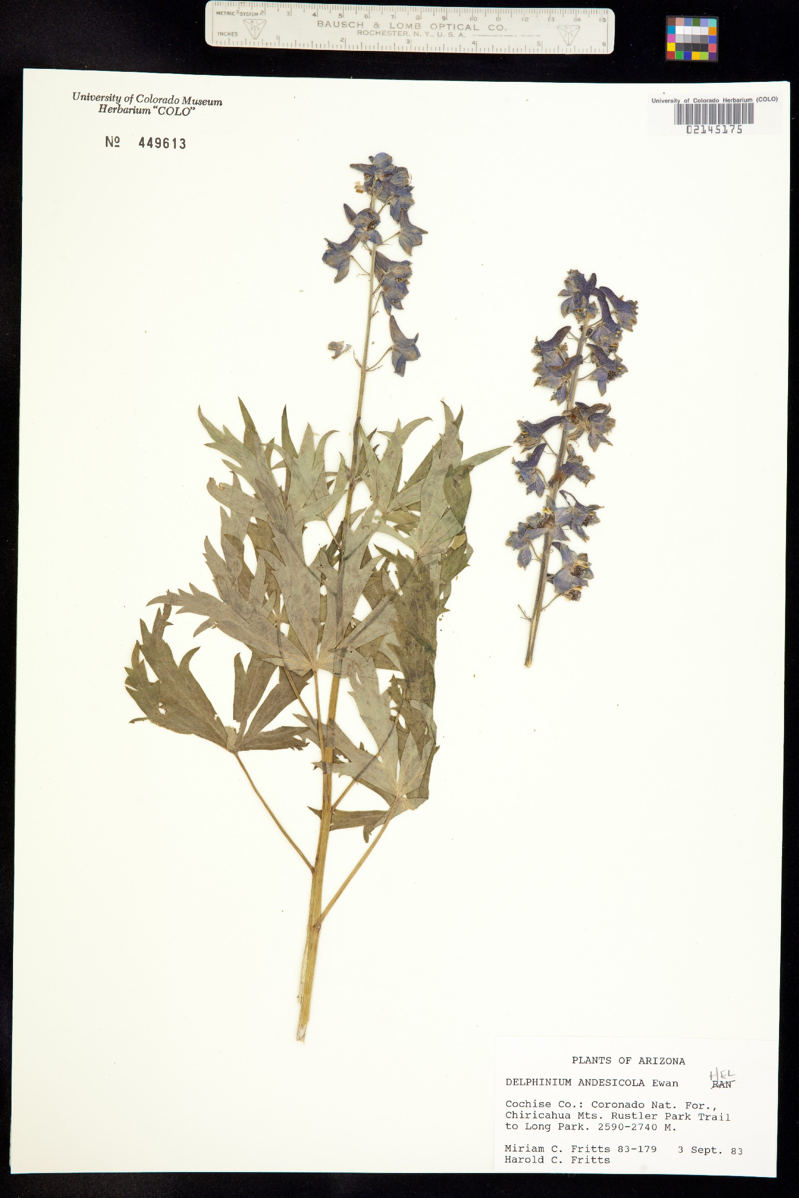 Delphinium andesicola image