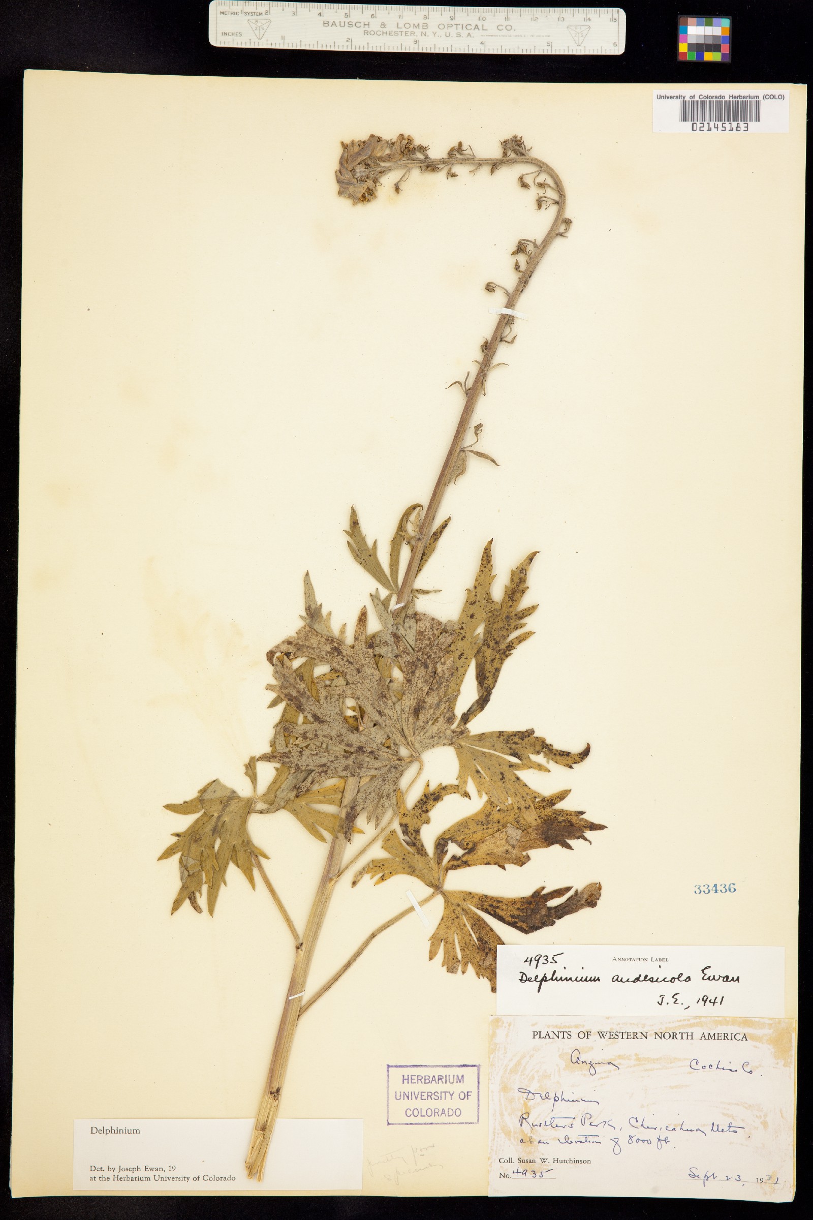 Delphinium andesicola image