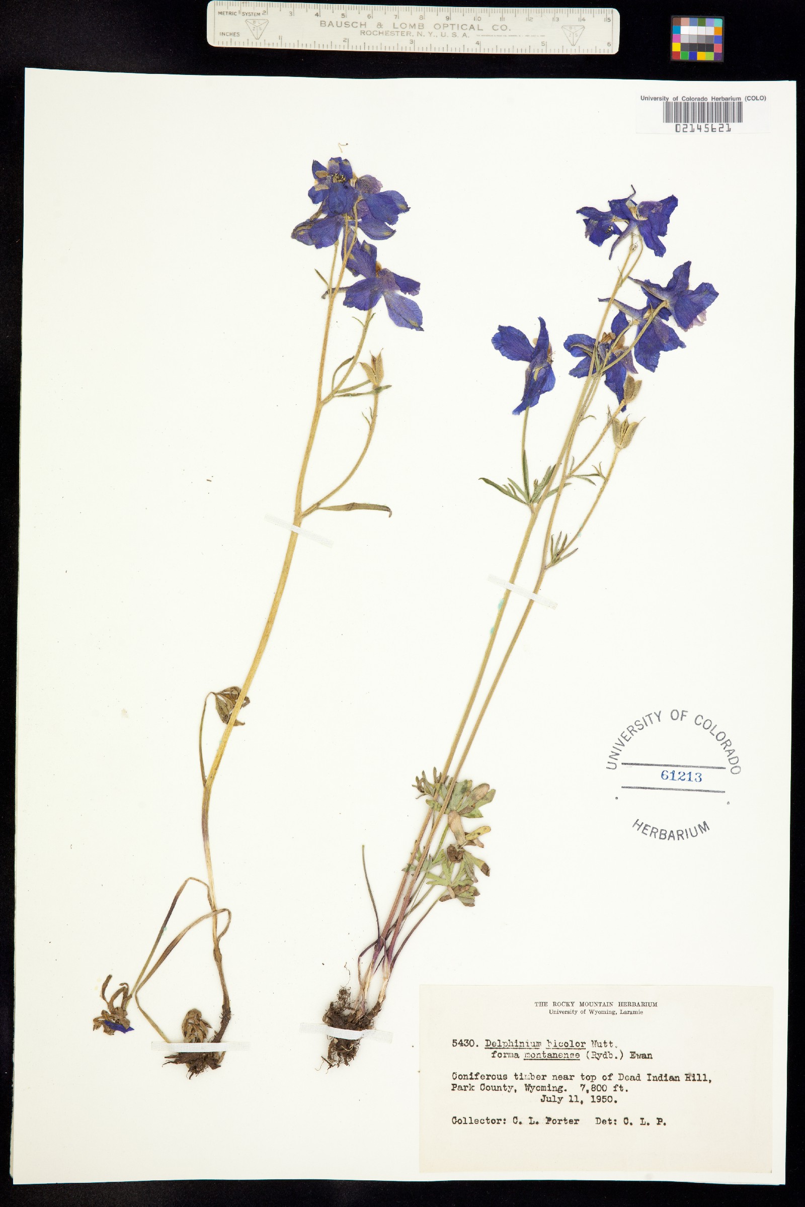 Delphinium bicolor image