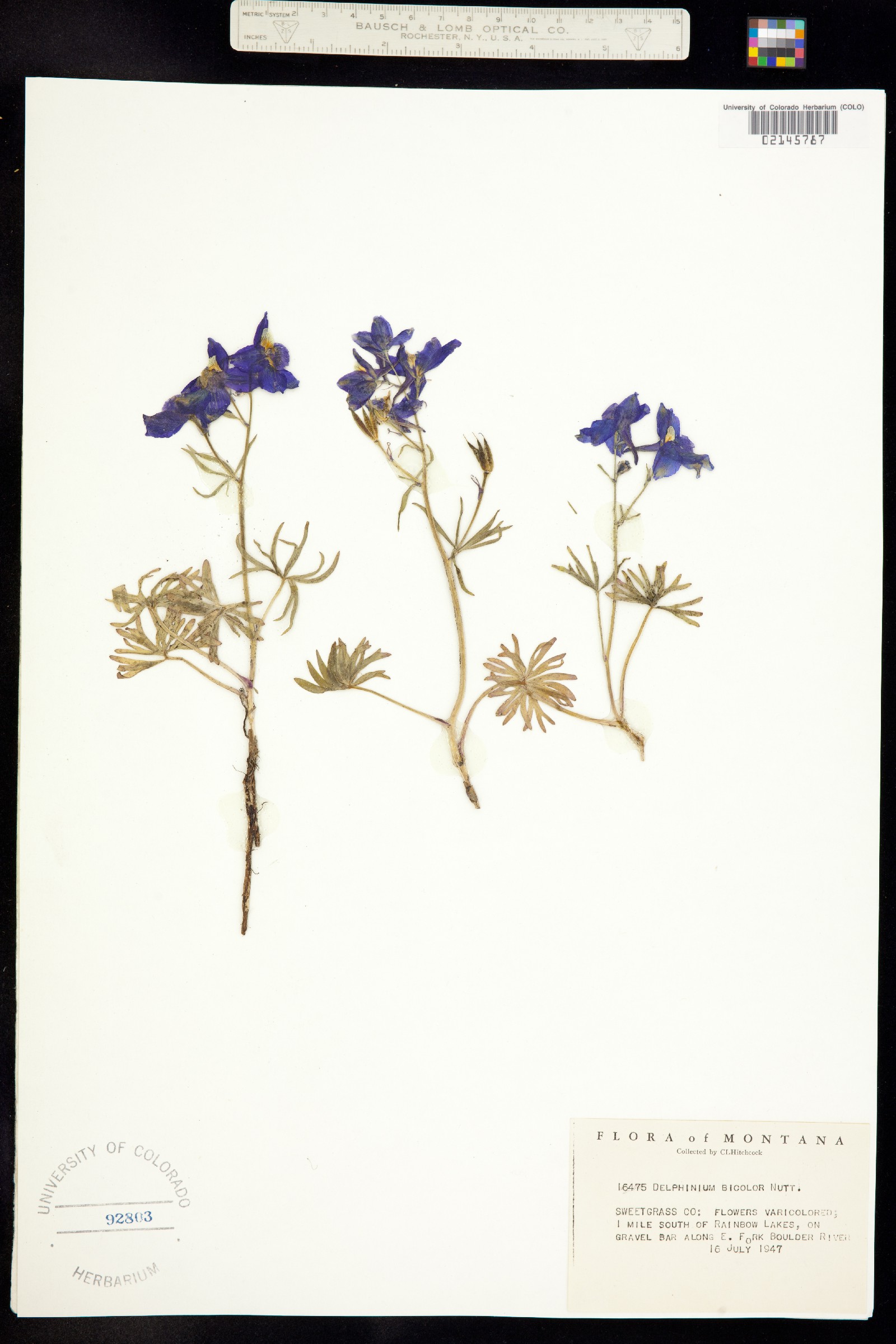 Delphinium bicolor image