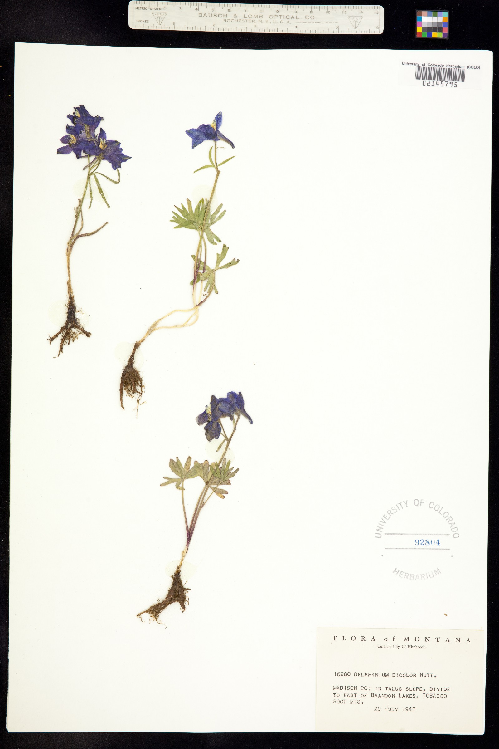 Delphinium bicolor image