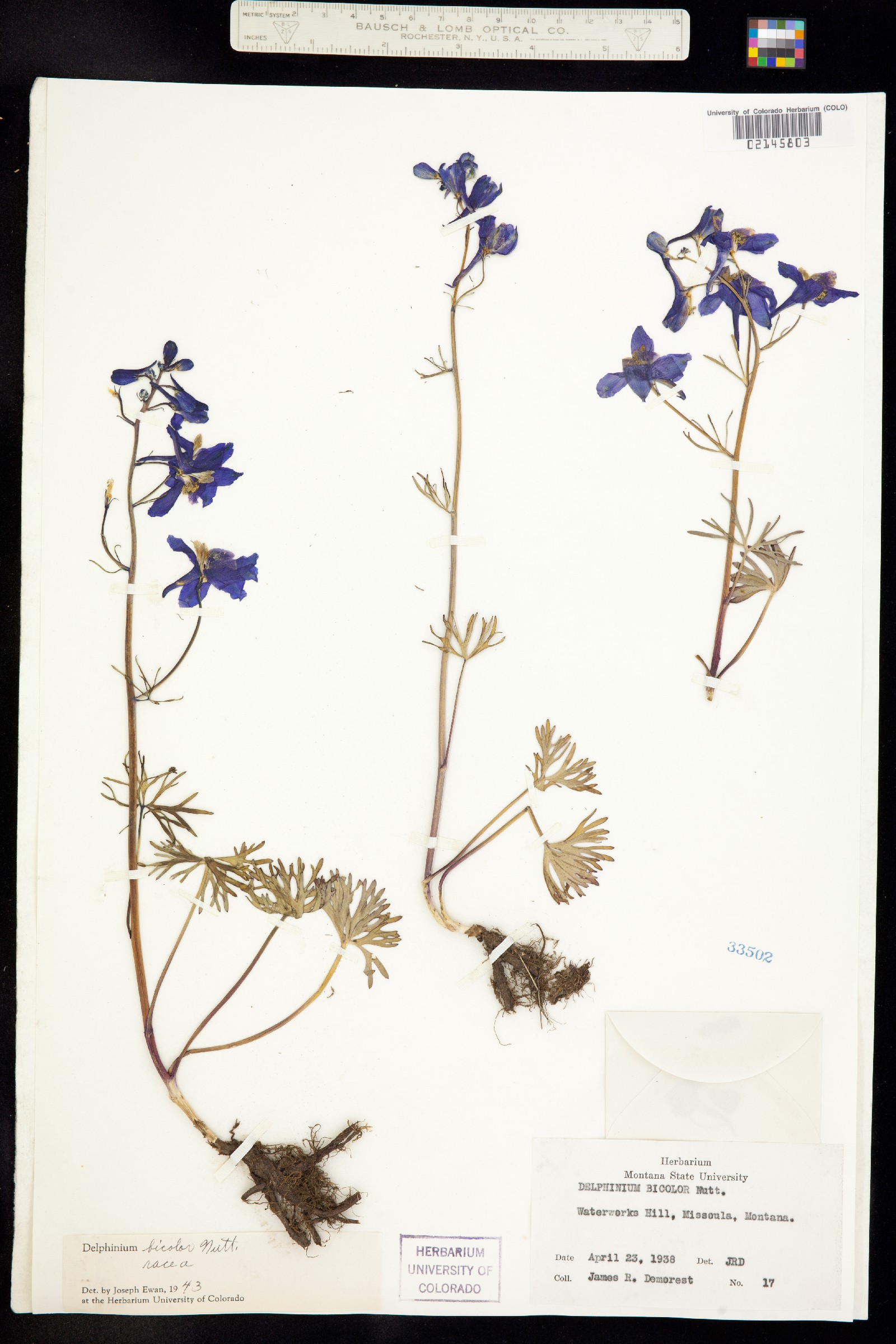Delphinium bicolor image