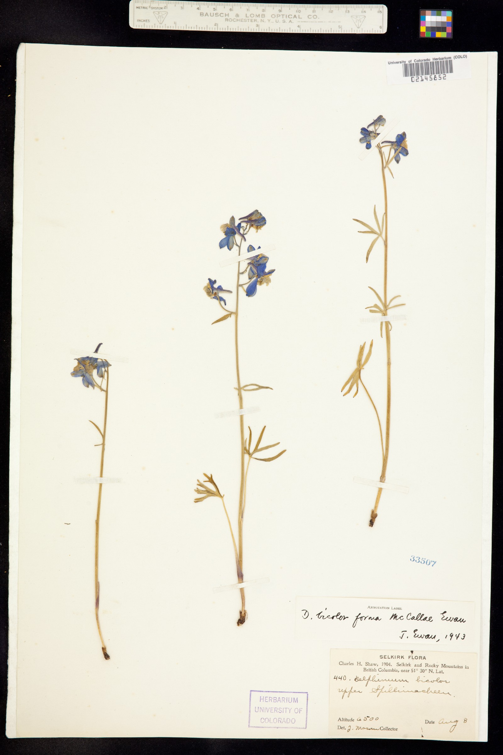 Delphinium bicolor image