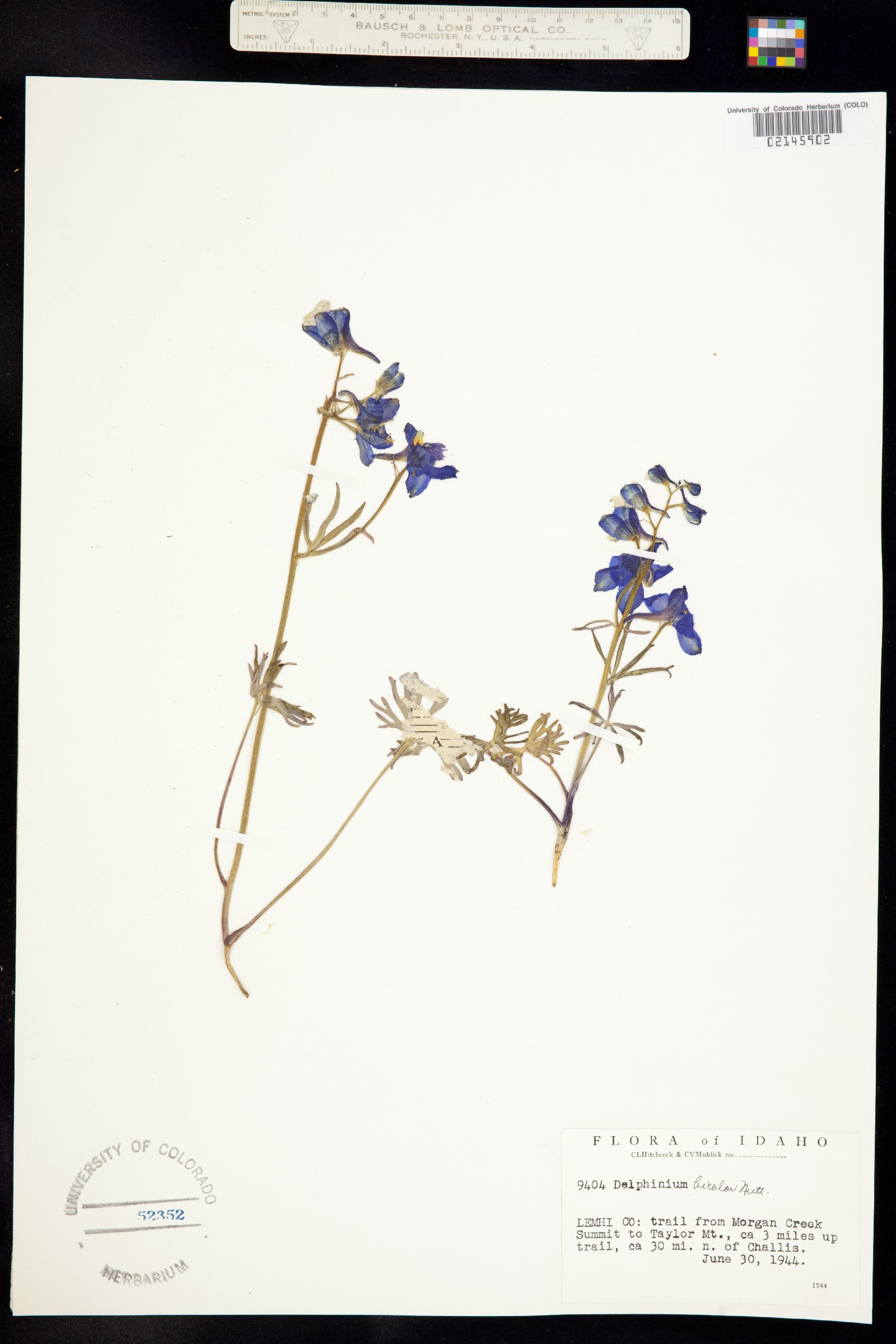 Delphinium bicolor image