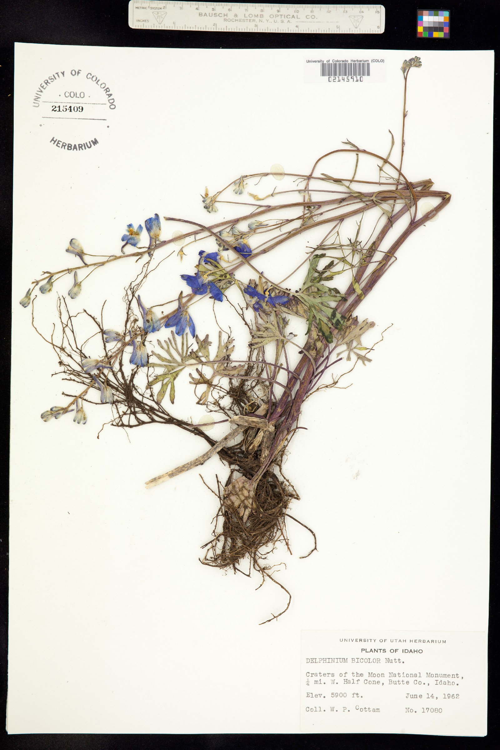 Delphinium bicolor image