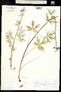 Delphinium brachycentrum image