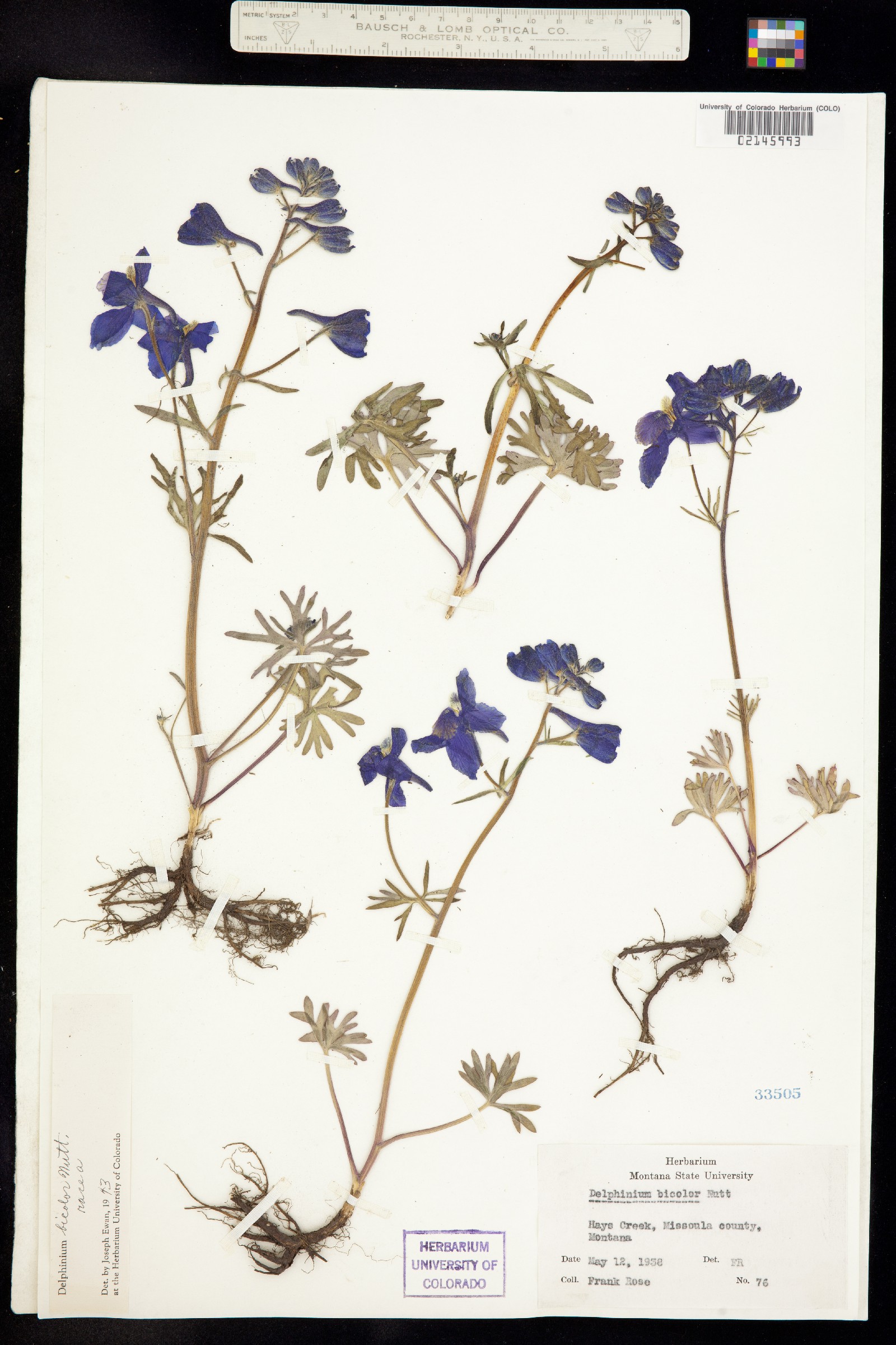Delphinium bicolor image