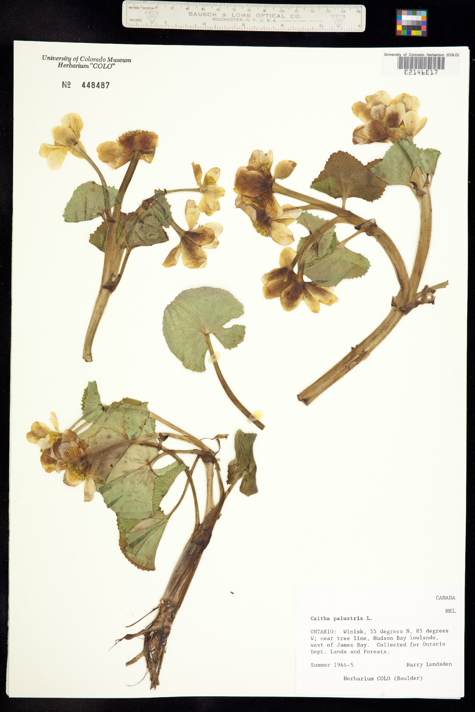 Caltha palustris image