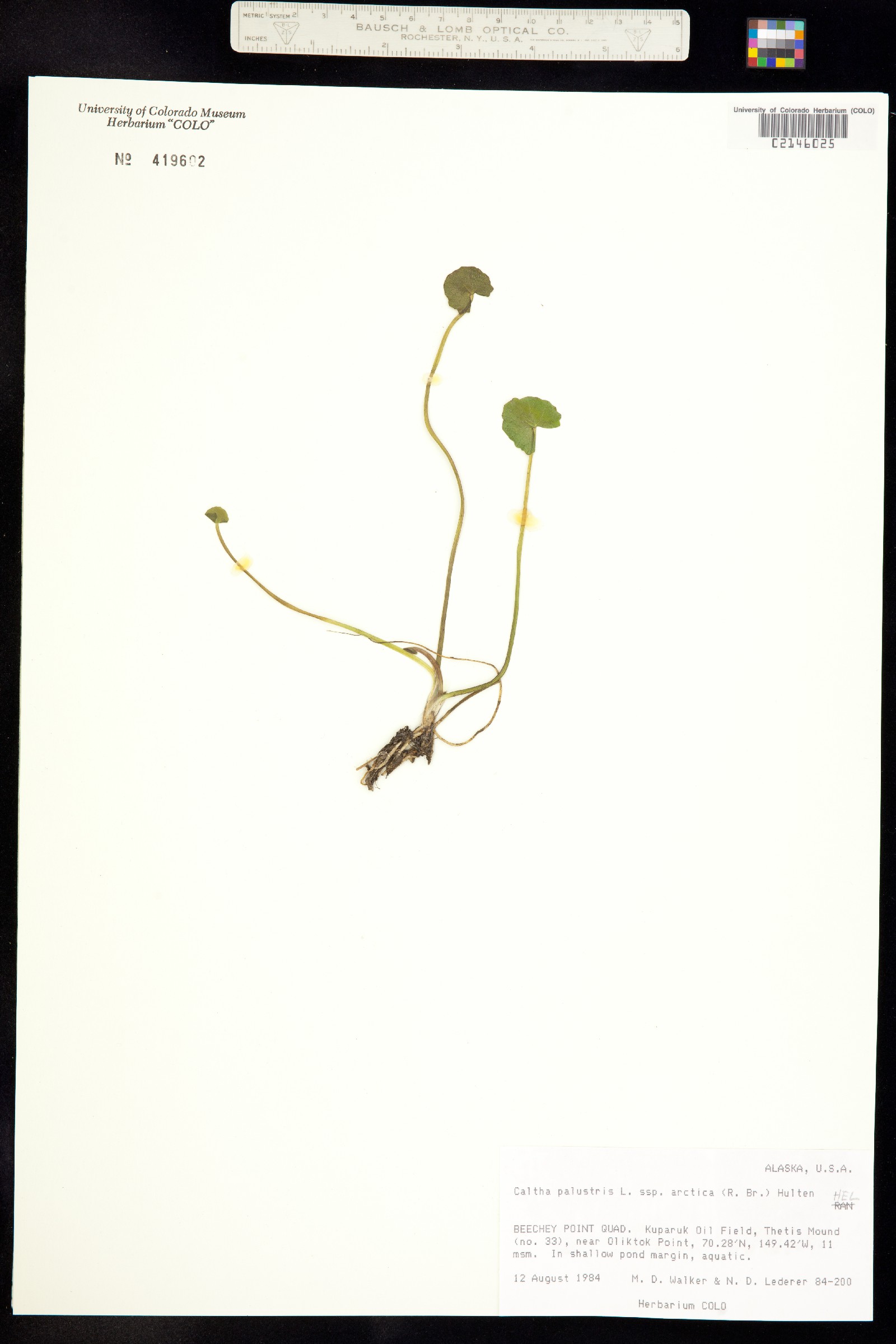 Caltha palustris image