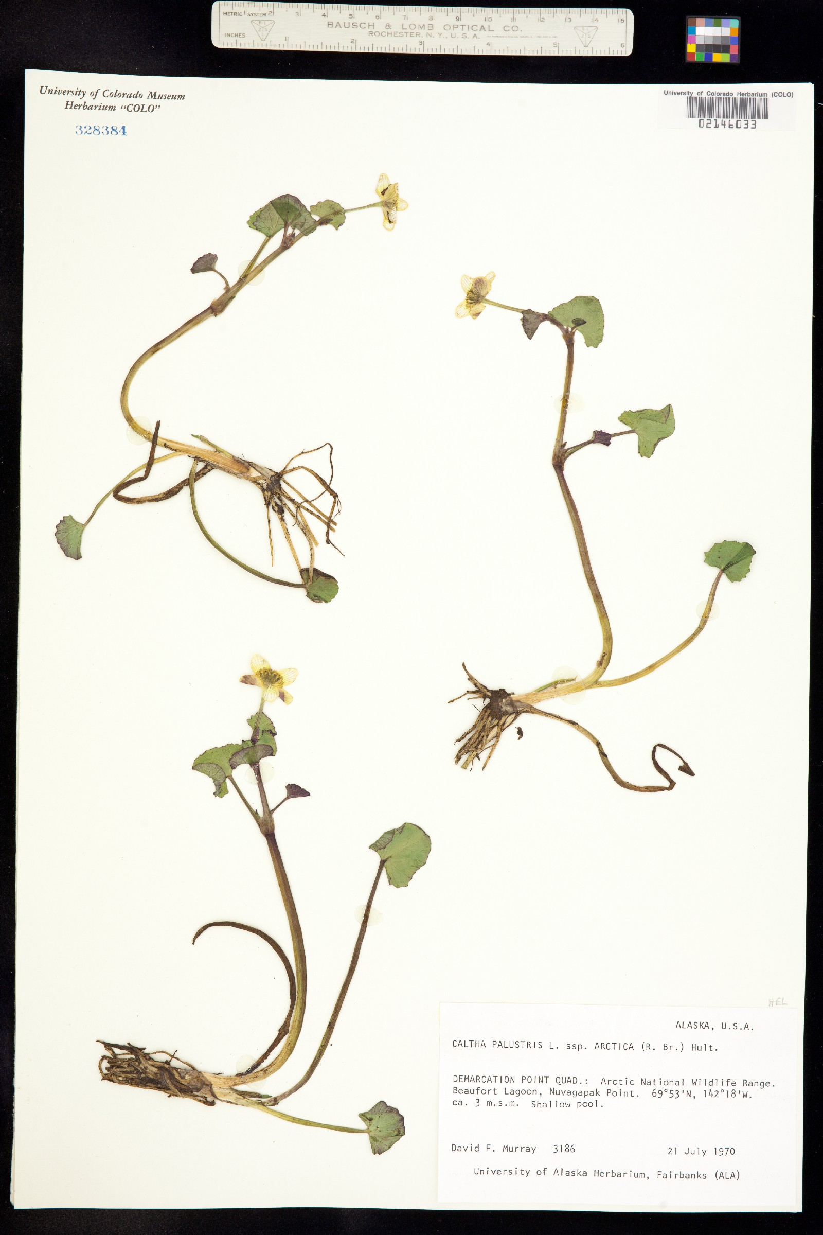 Caltha palustris image