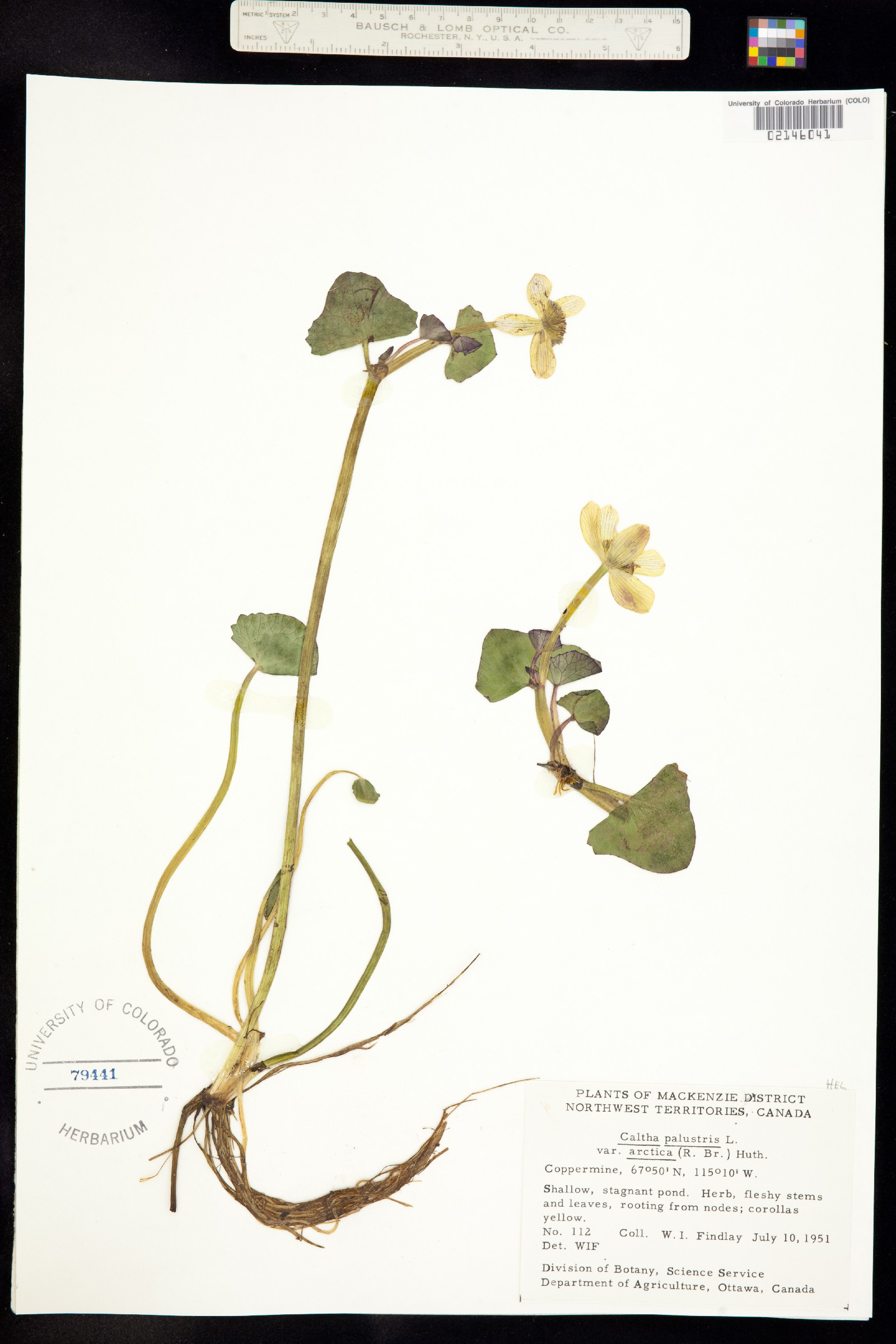 Caltha palustris image