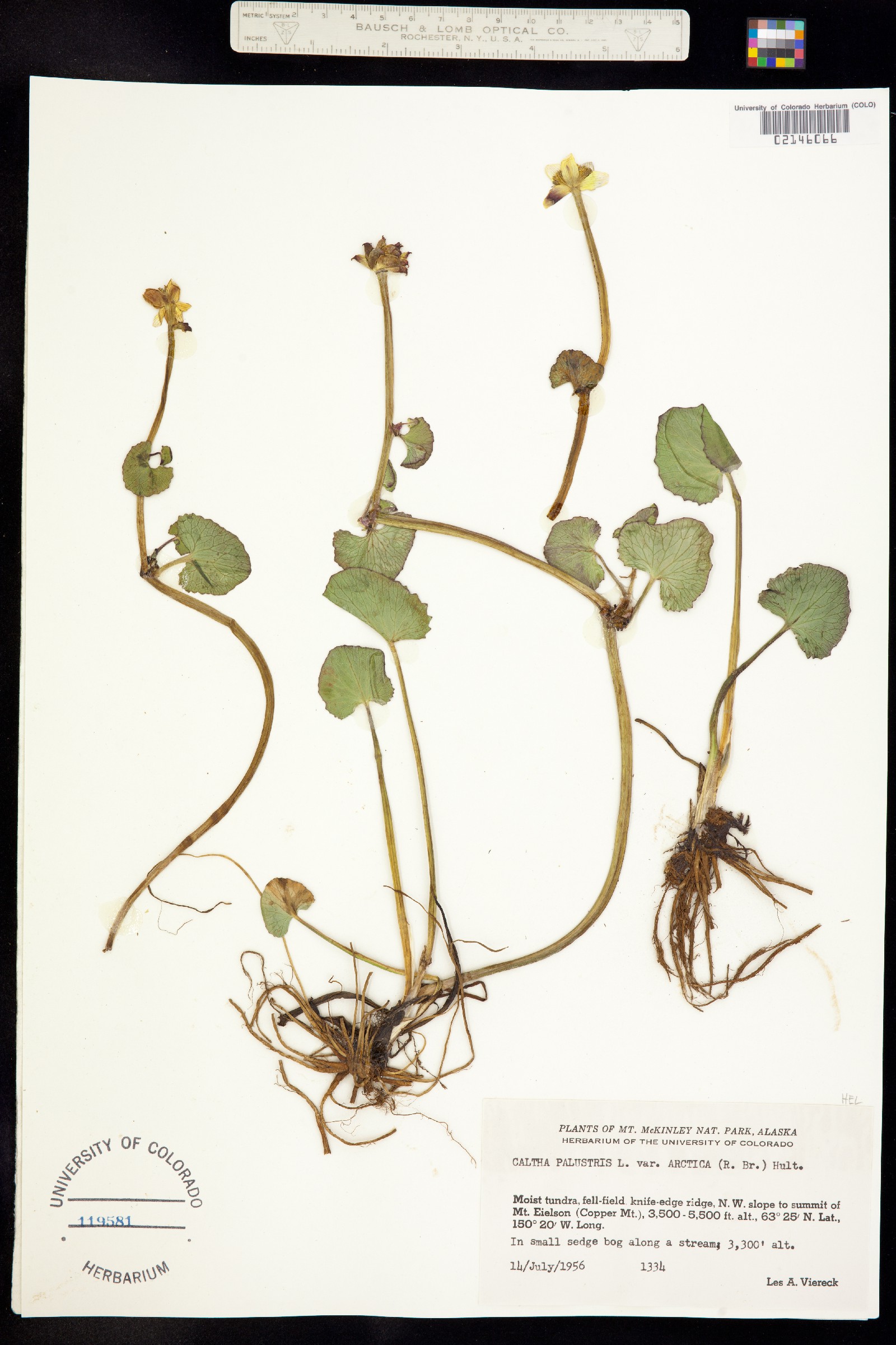 Caltha palustris image