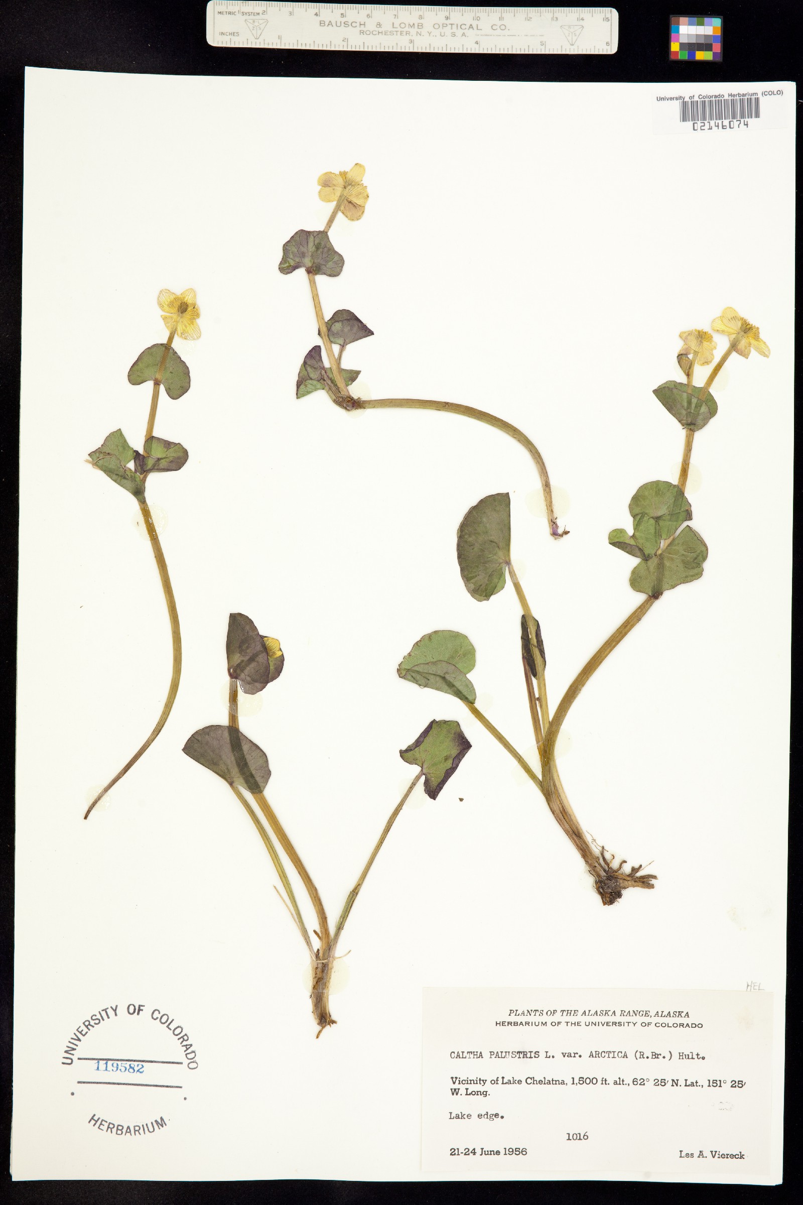 Caltha palustris image