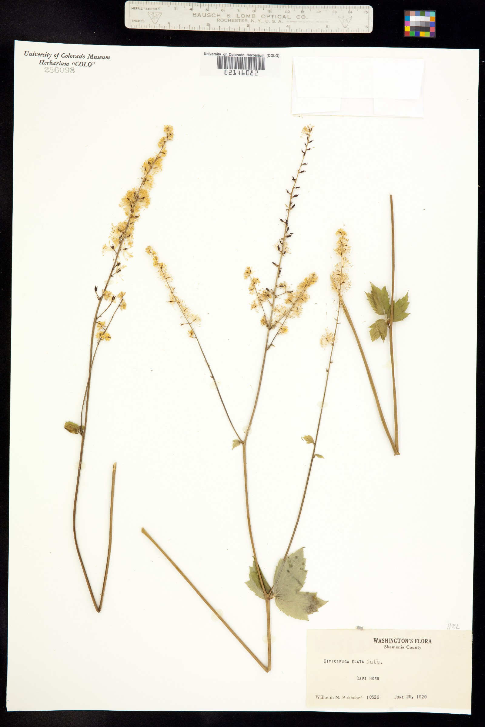 Actaea elata image