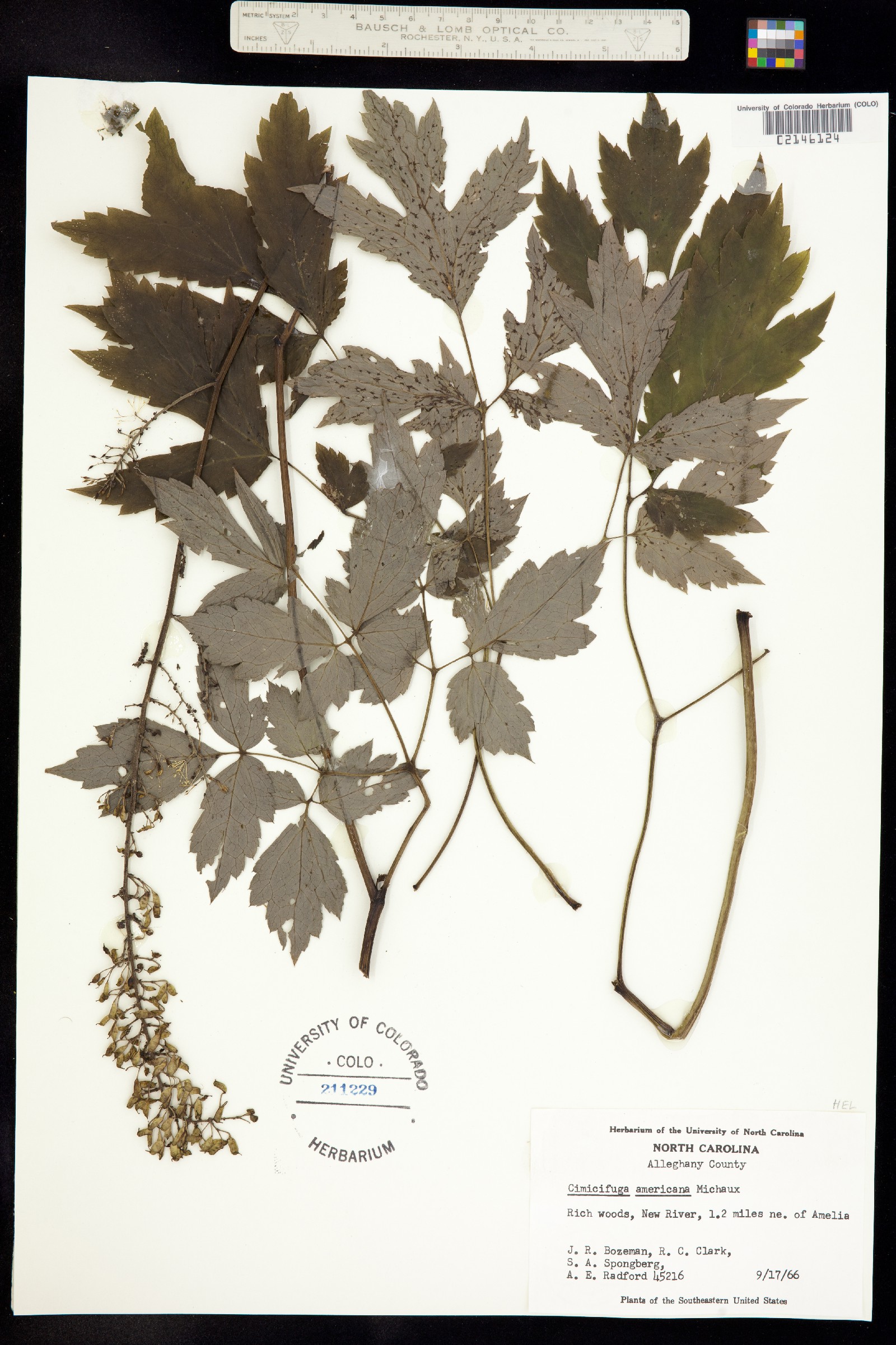 Actaea podocarpa image