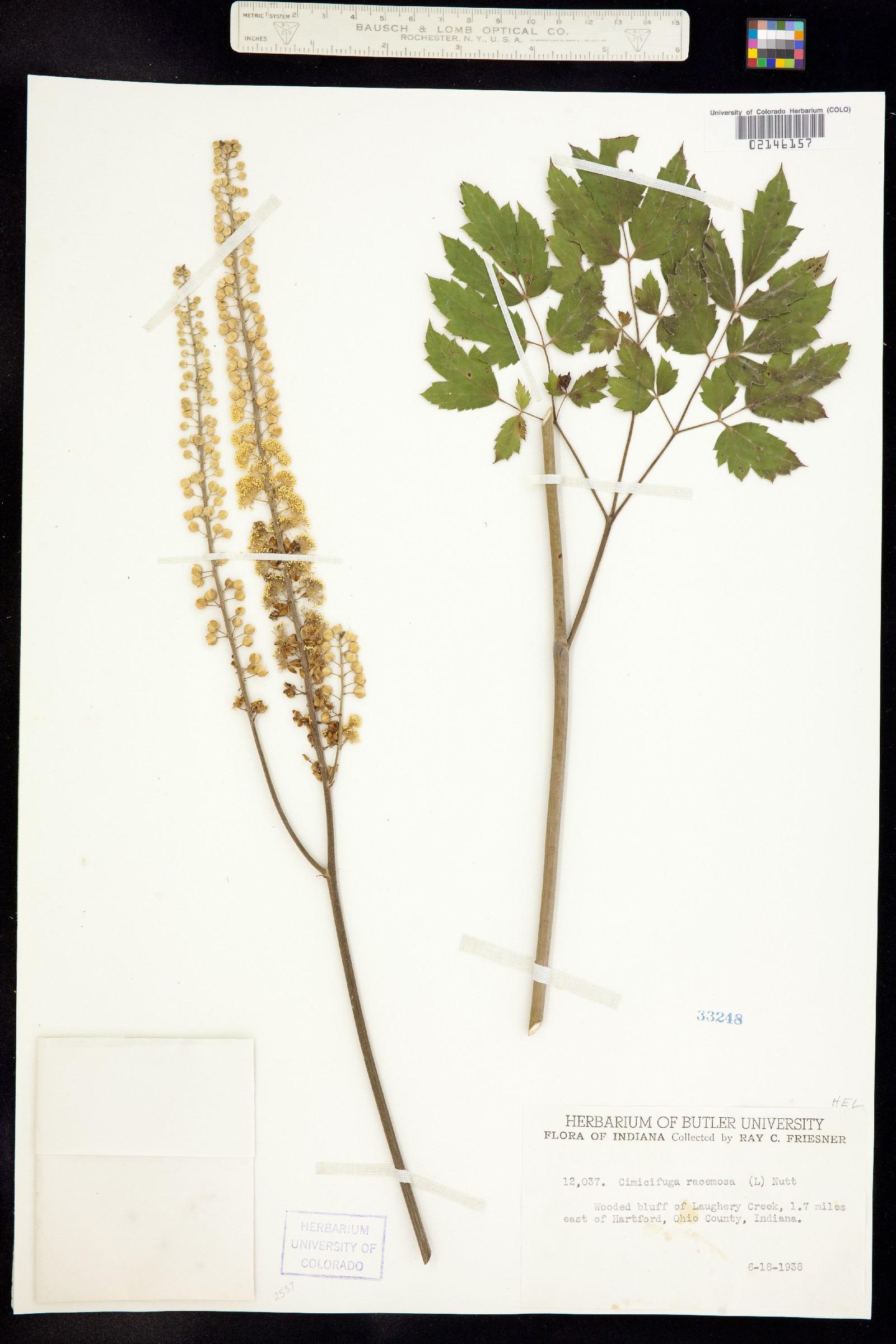 Actaea racemosa image