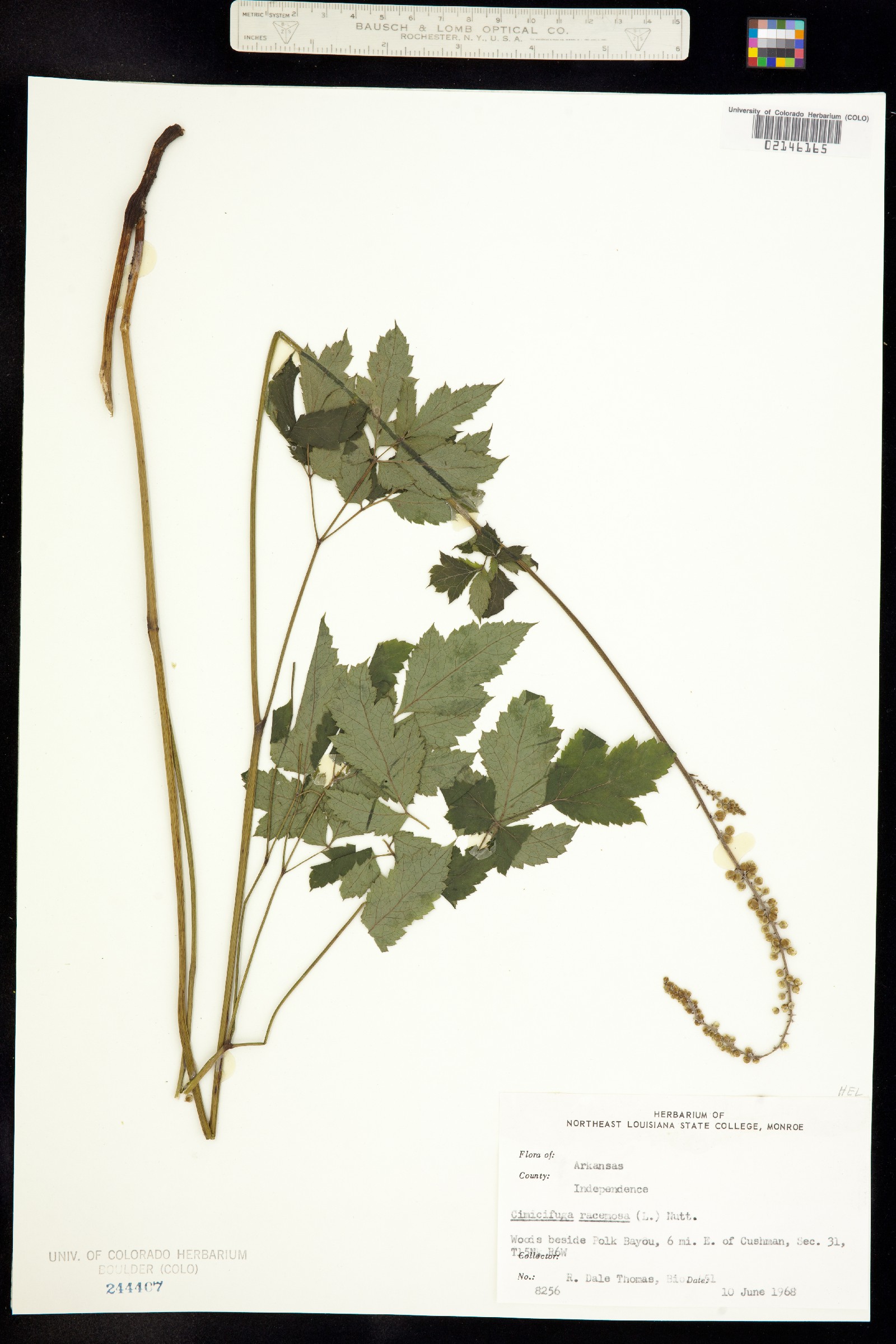 Actaea racemosa image