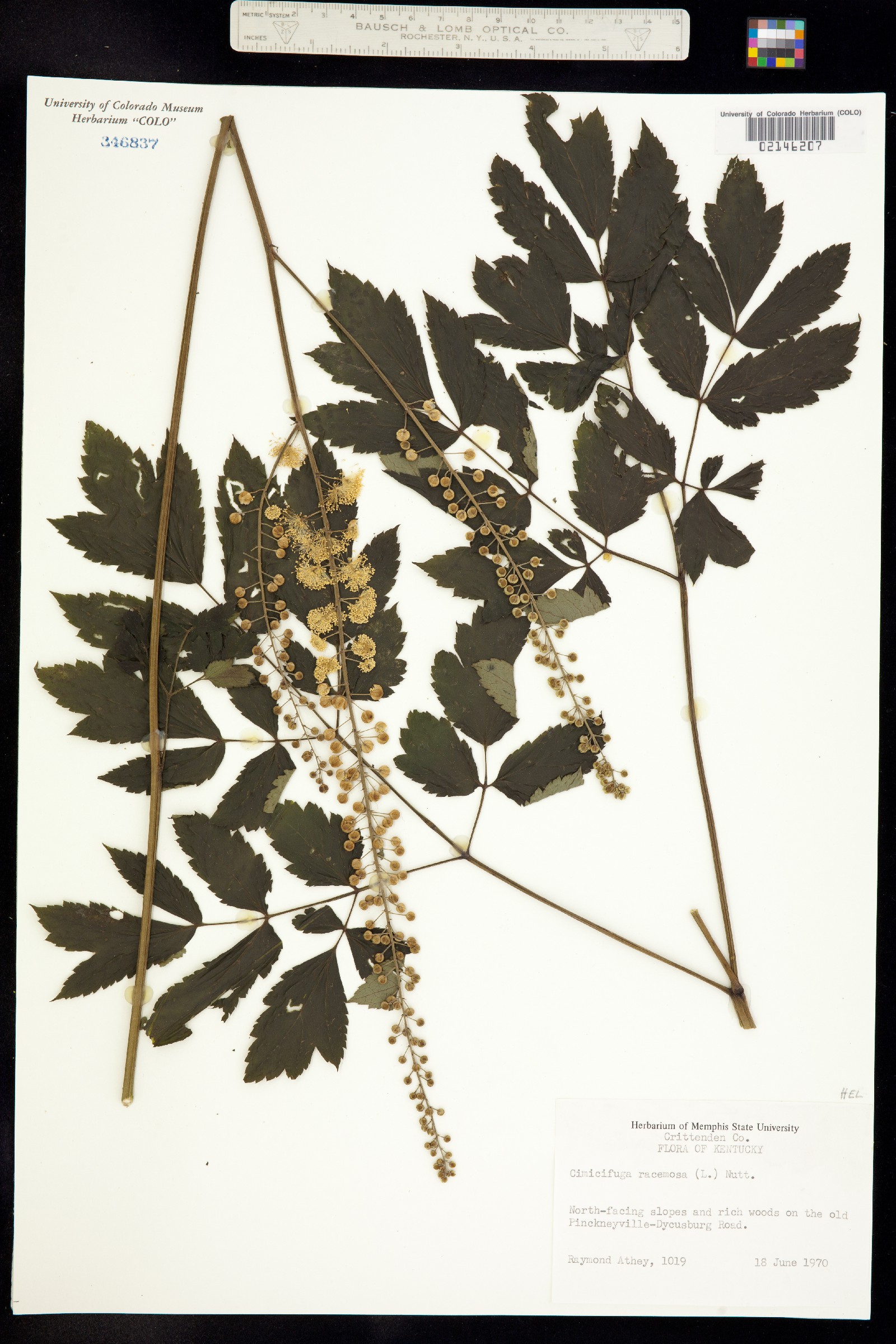 Actaea racemosa image