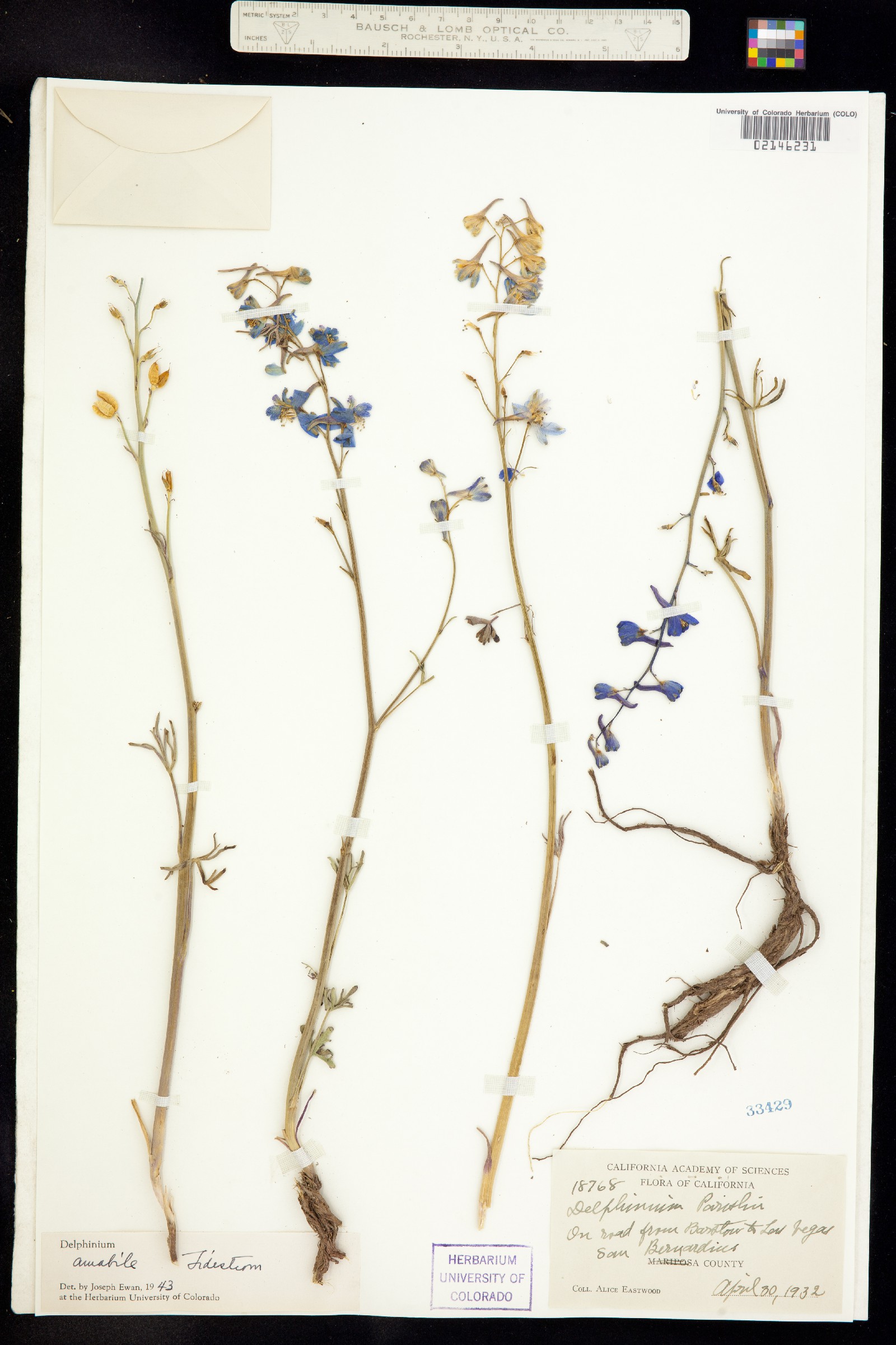 Delphinium parishii ssp. parishii image