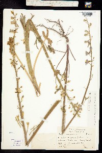 Delphinium parishii subsp. parishii image