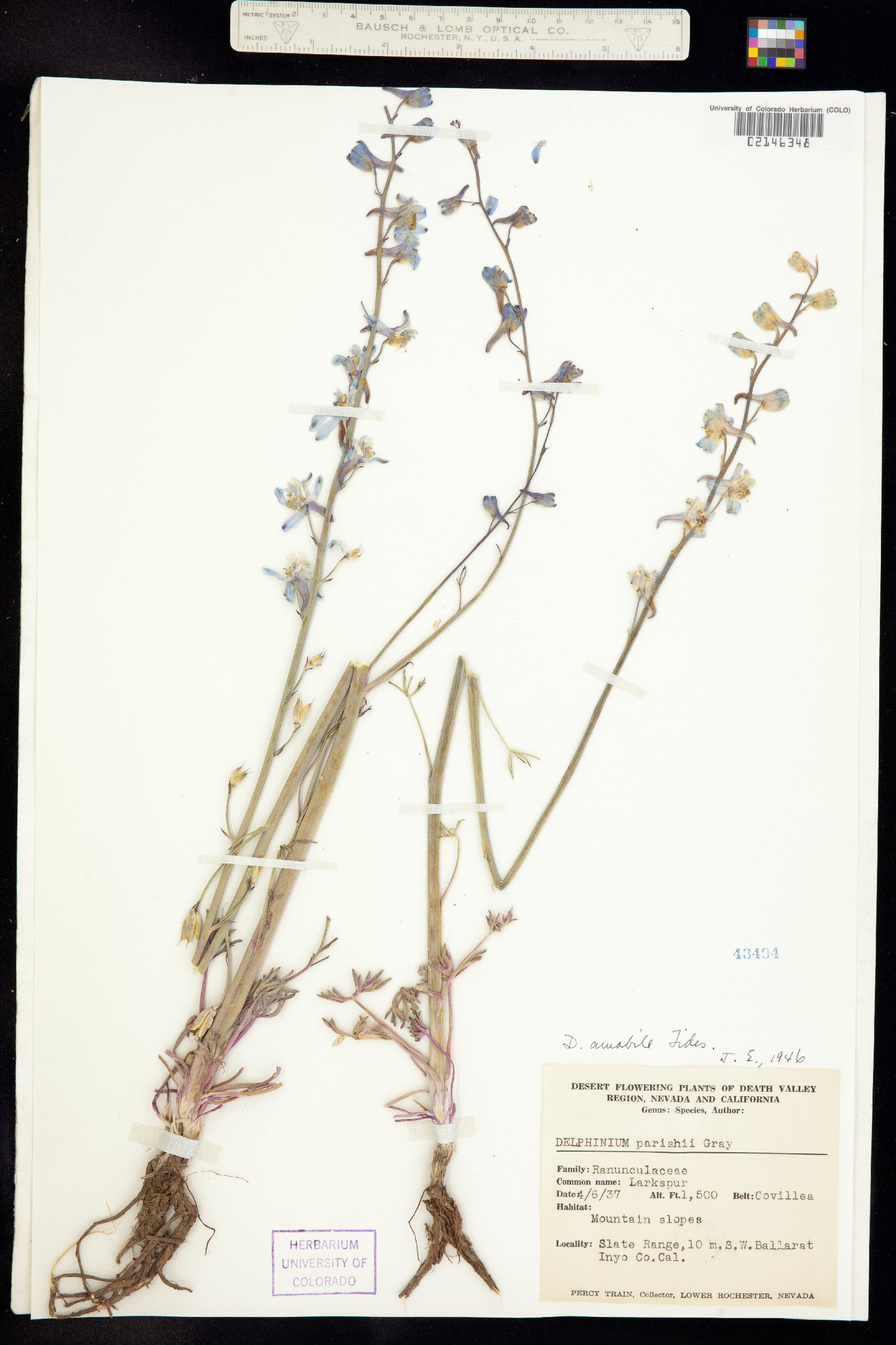 Delphinium parishii ssp. parishii image