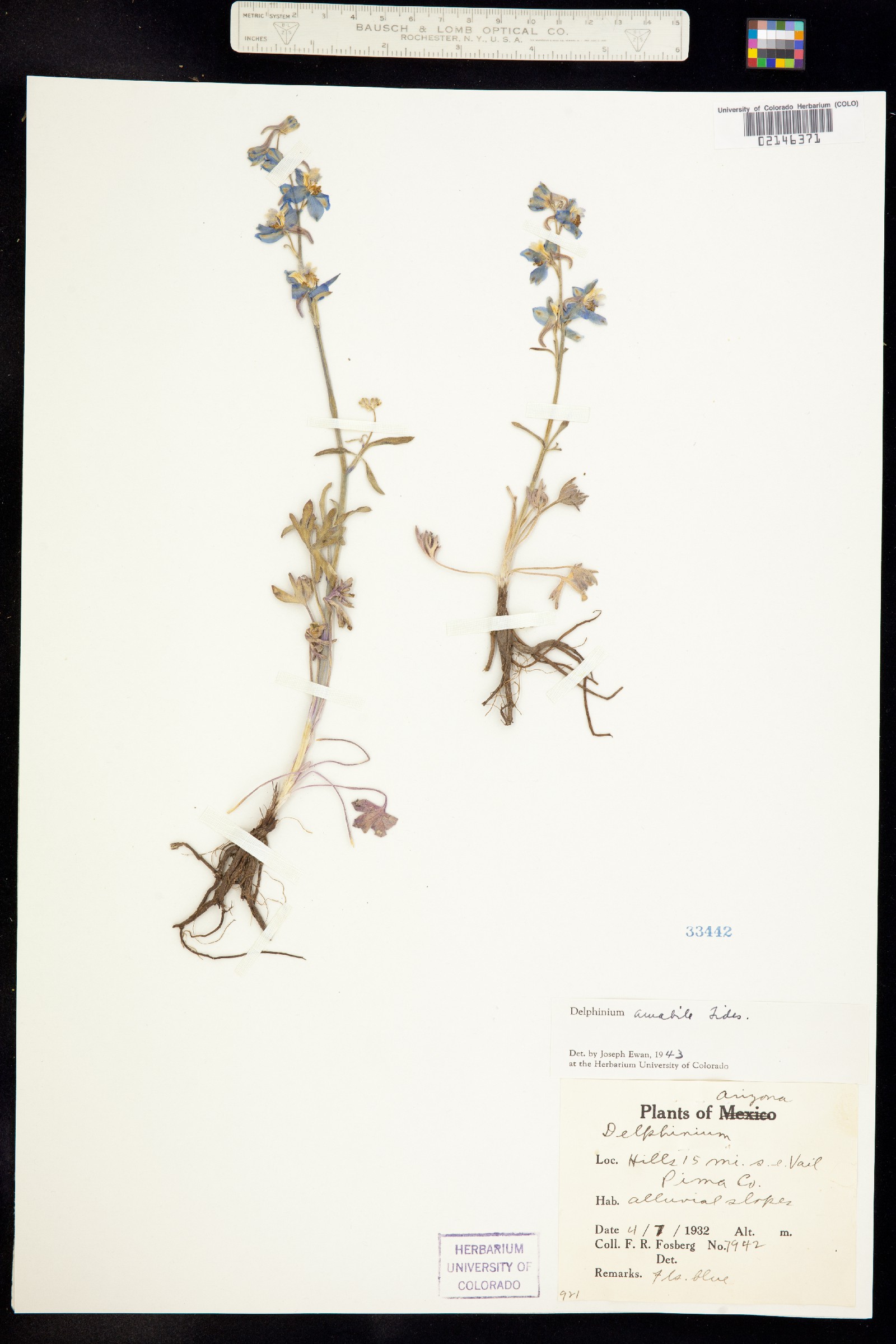 Delphinium parishii image