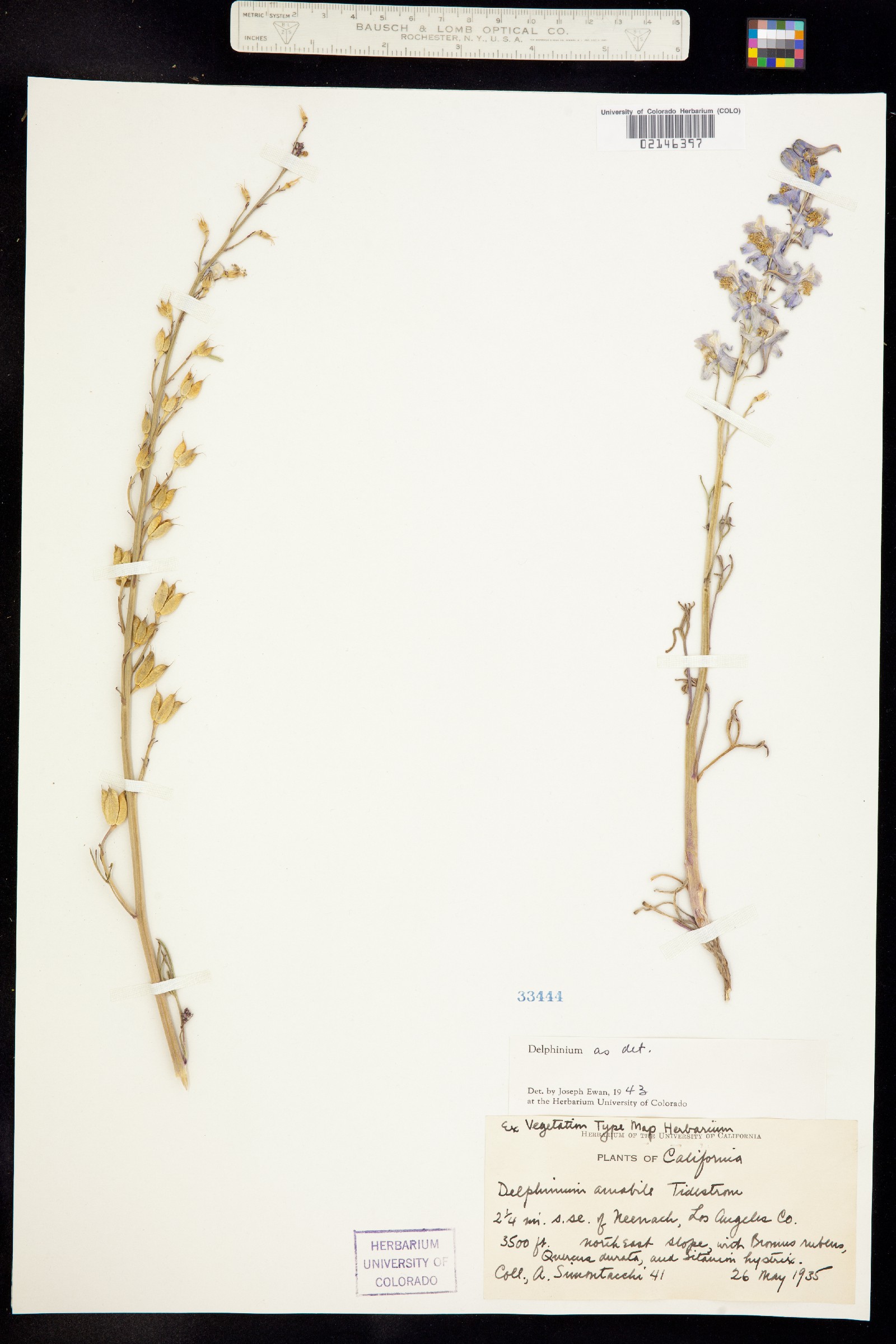 Delphinium parishii ssp. parishii image