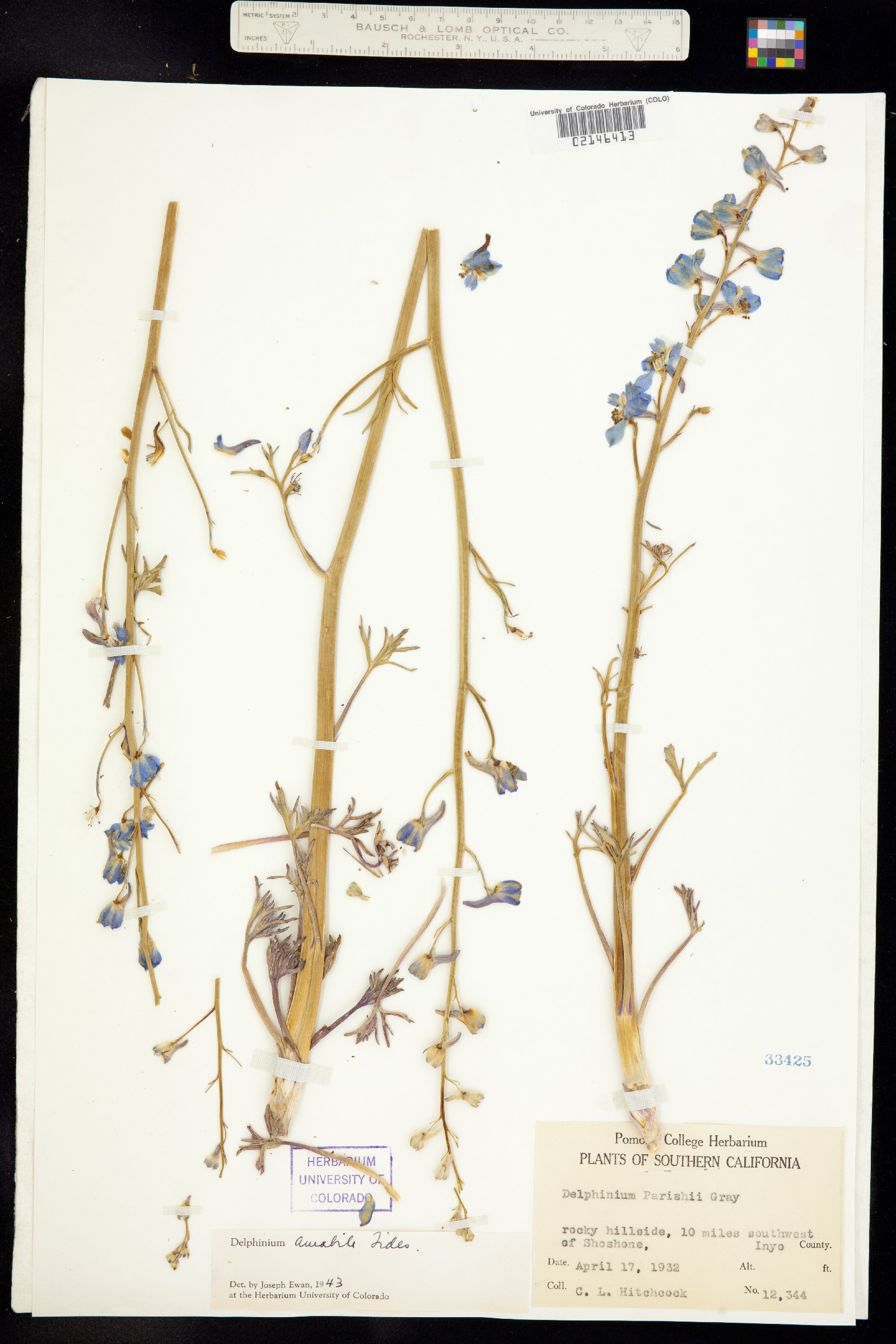 Delphinium parishii ssp. parishii image