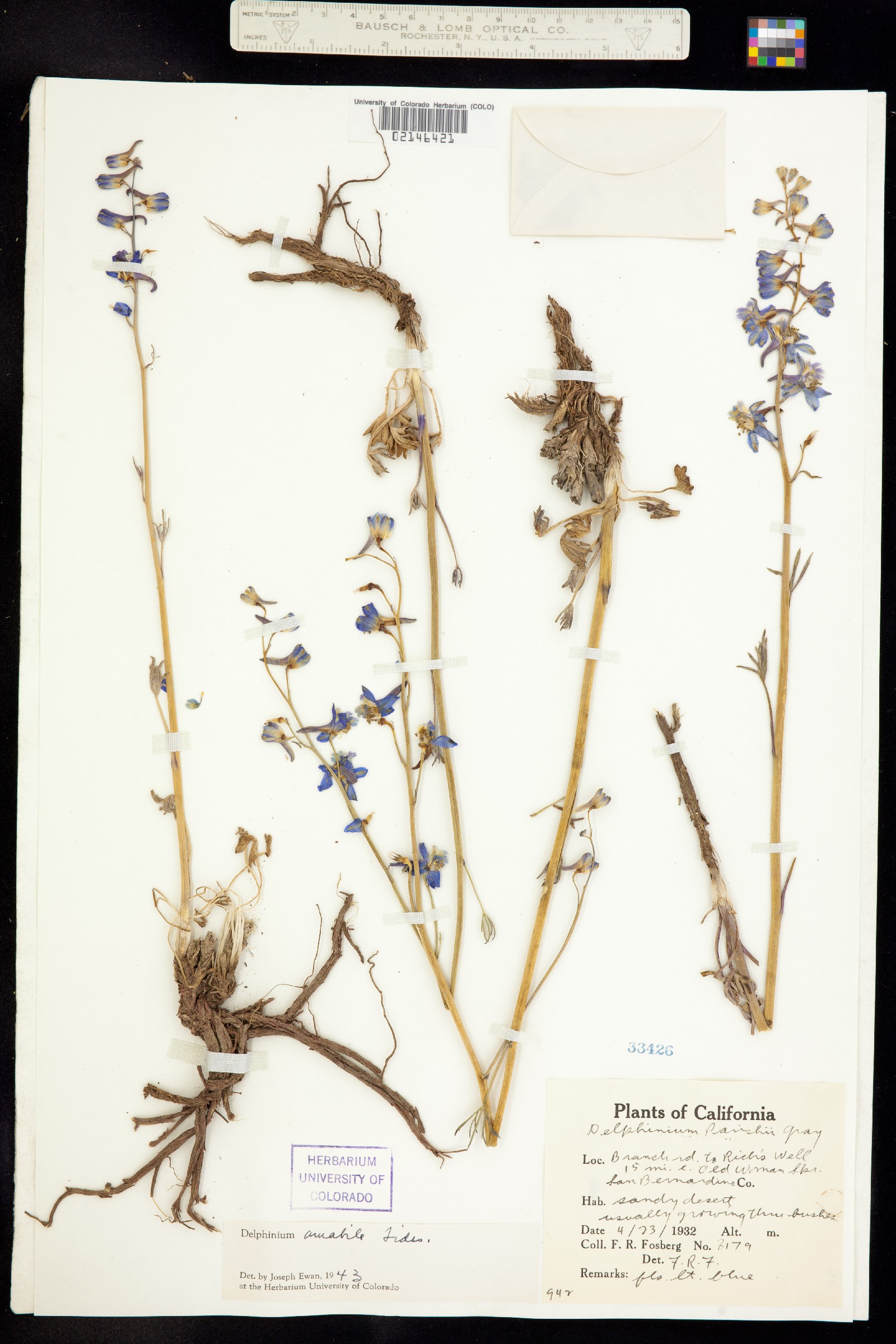 Delphinium parishii ssp. parishii image