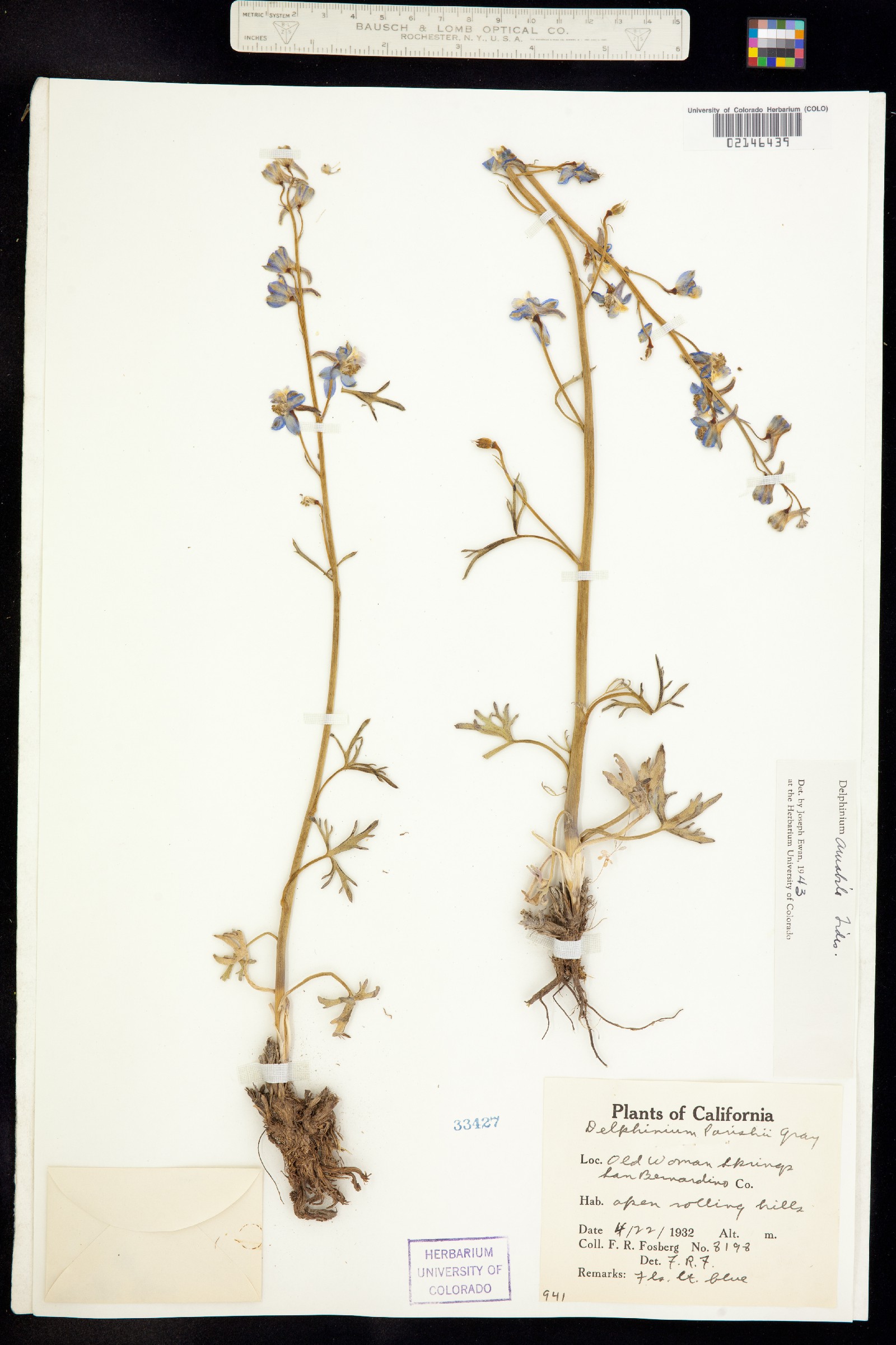 Delphinium parishii ssp. parishii image
