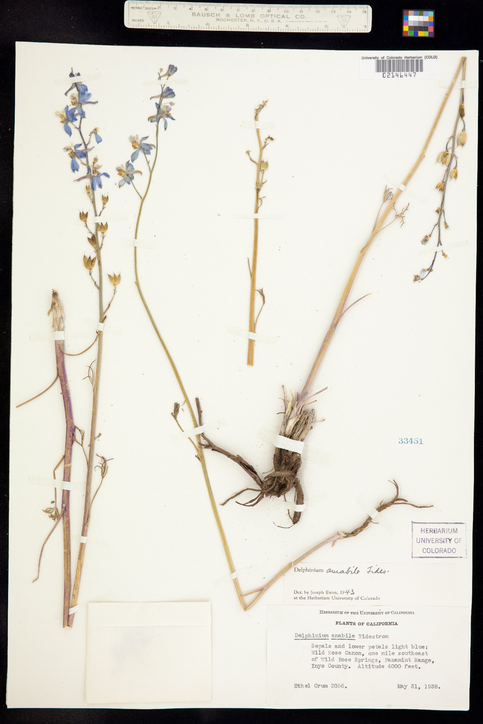 Delphinium parishii ssp. parishii image