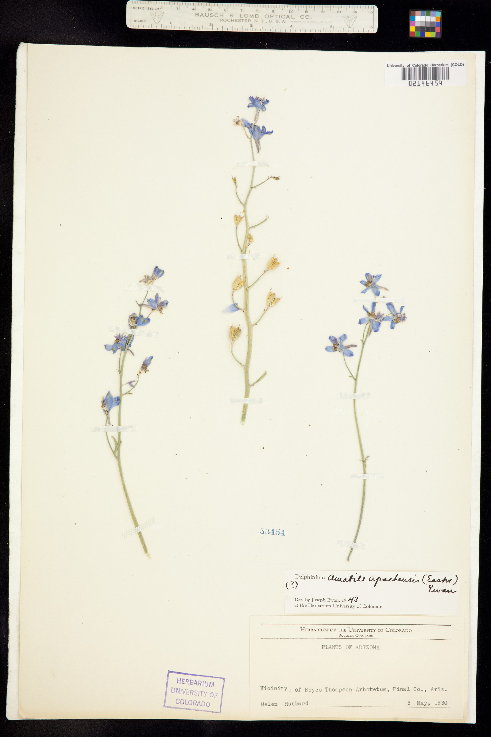 Delphinium parishii ssp. parishii image