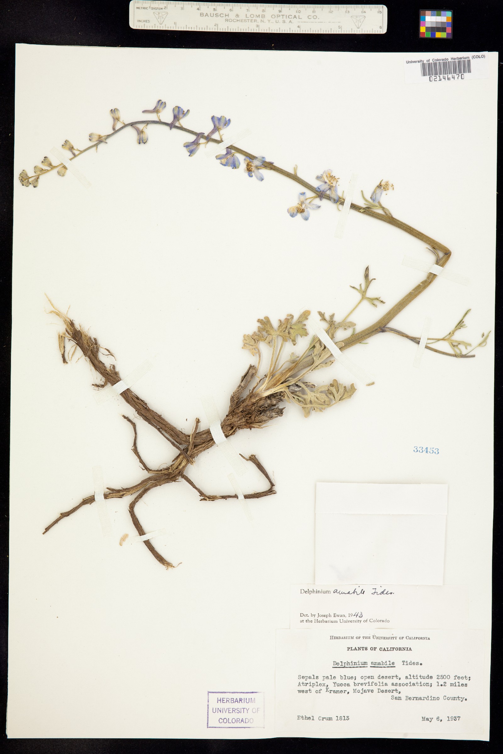 Delphinium parishii image