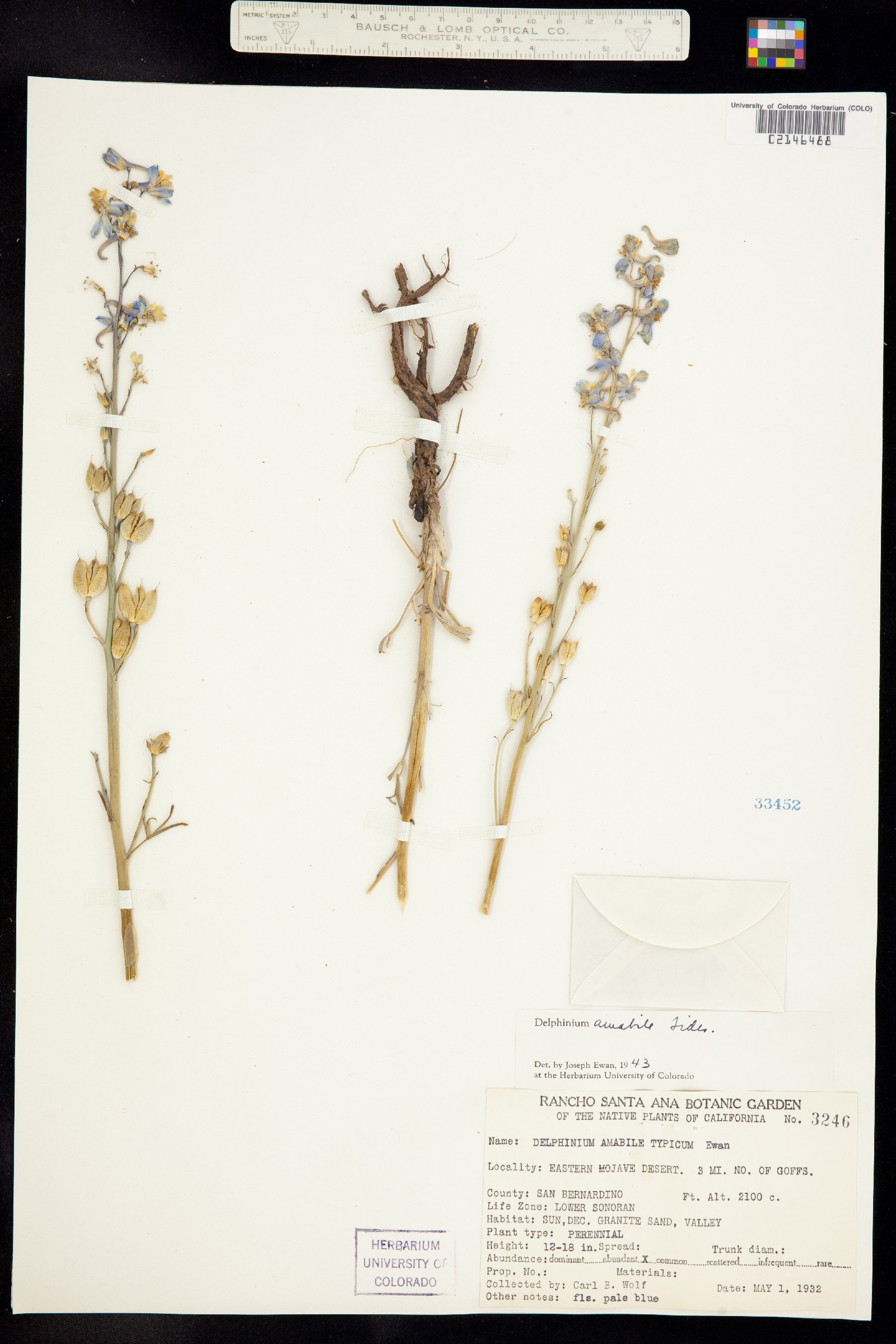 Delphinium parishii ssp. parishii image
