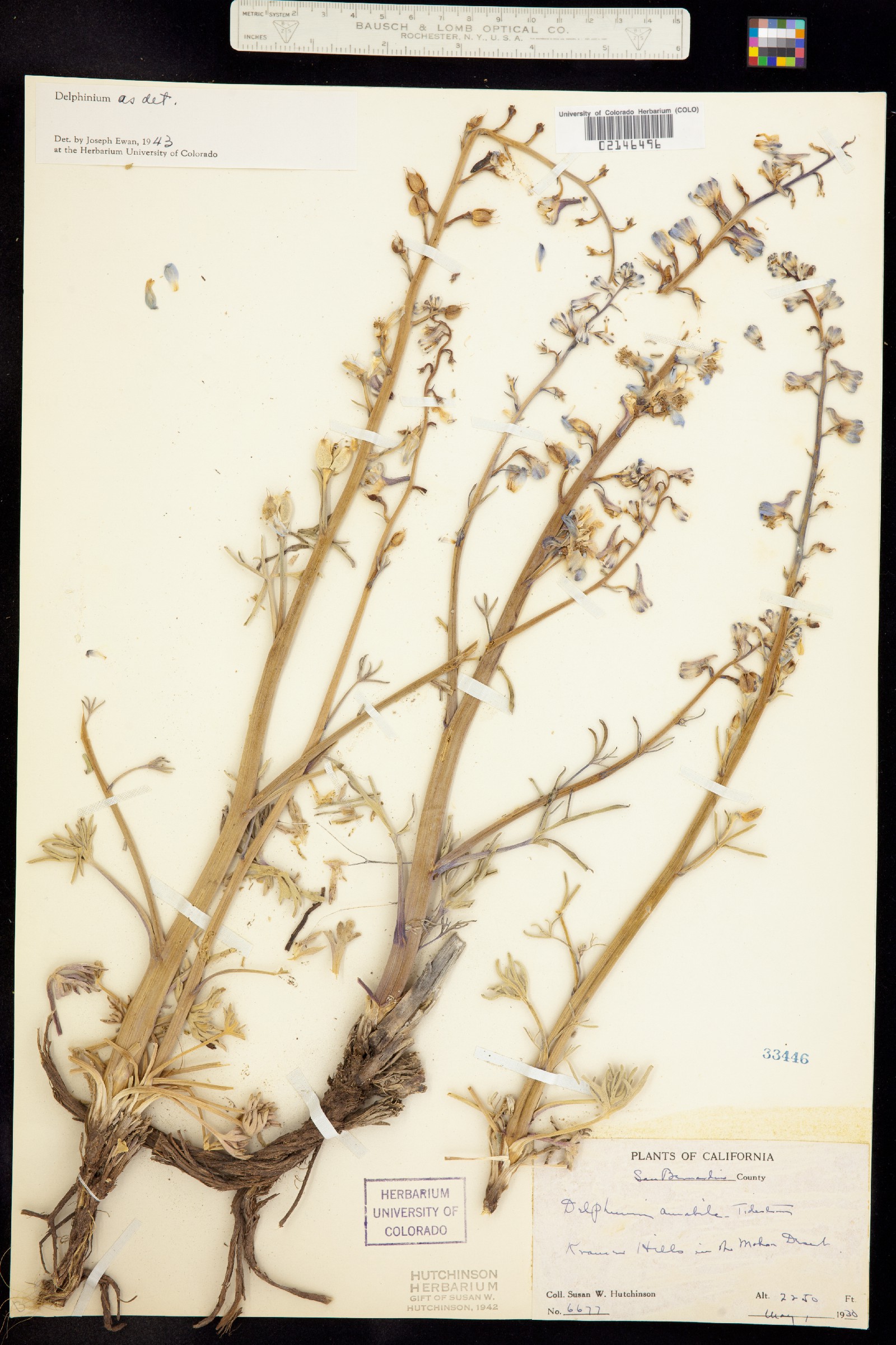 Delphinium parishii ssp. parishii image