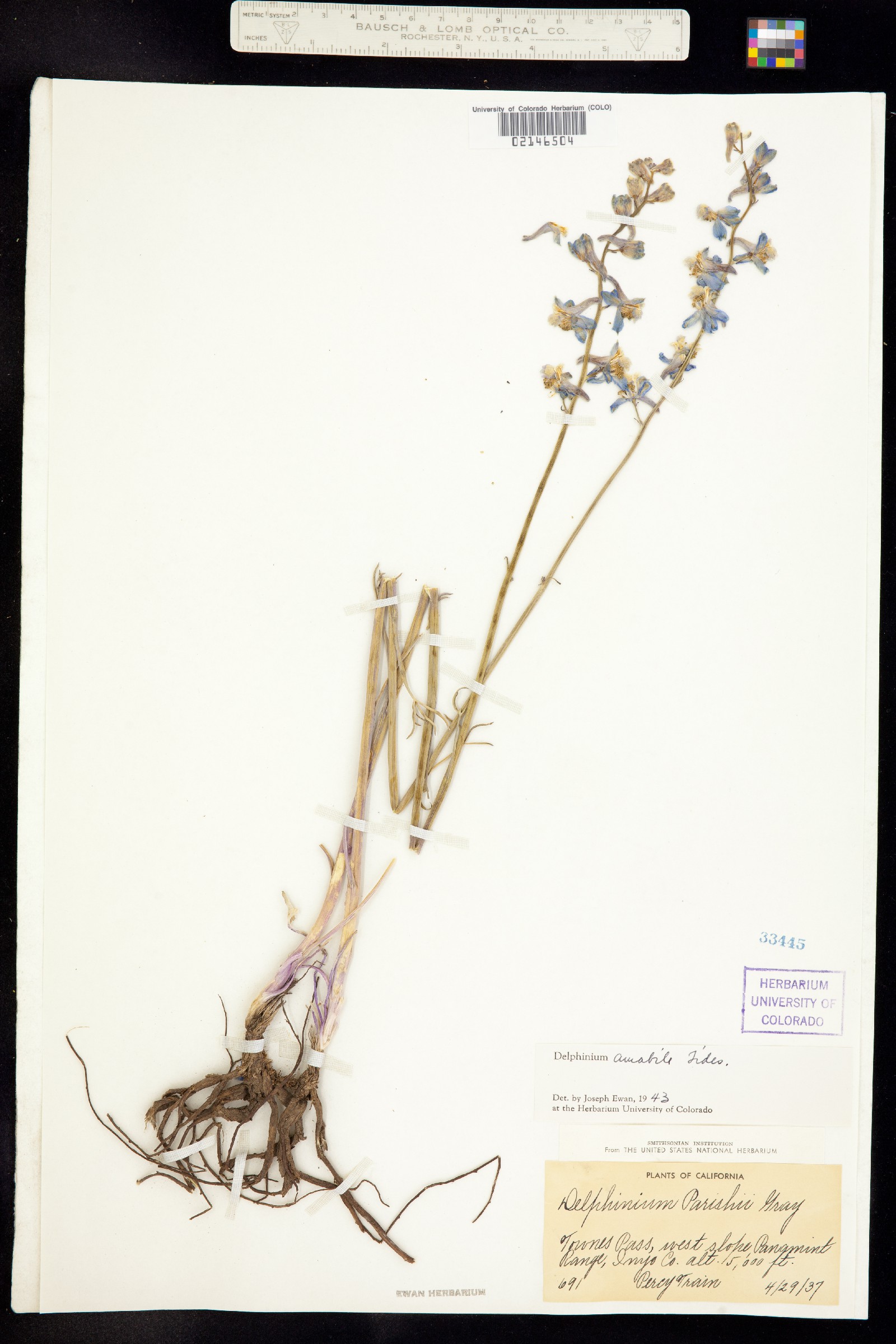 Delphinium parishii ssp. parishii image