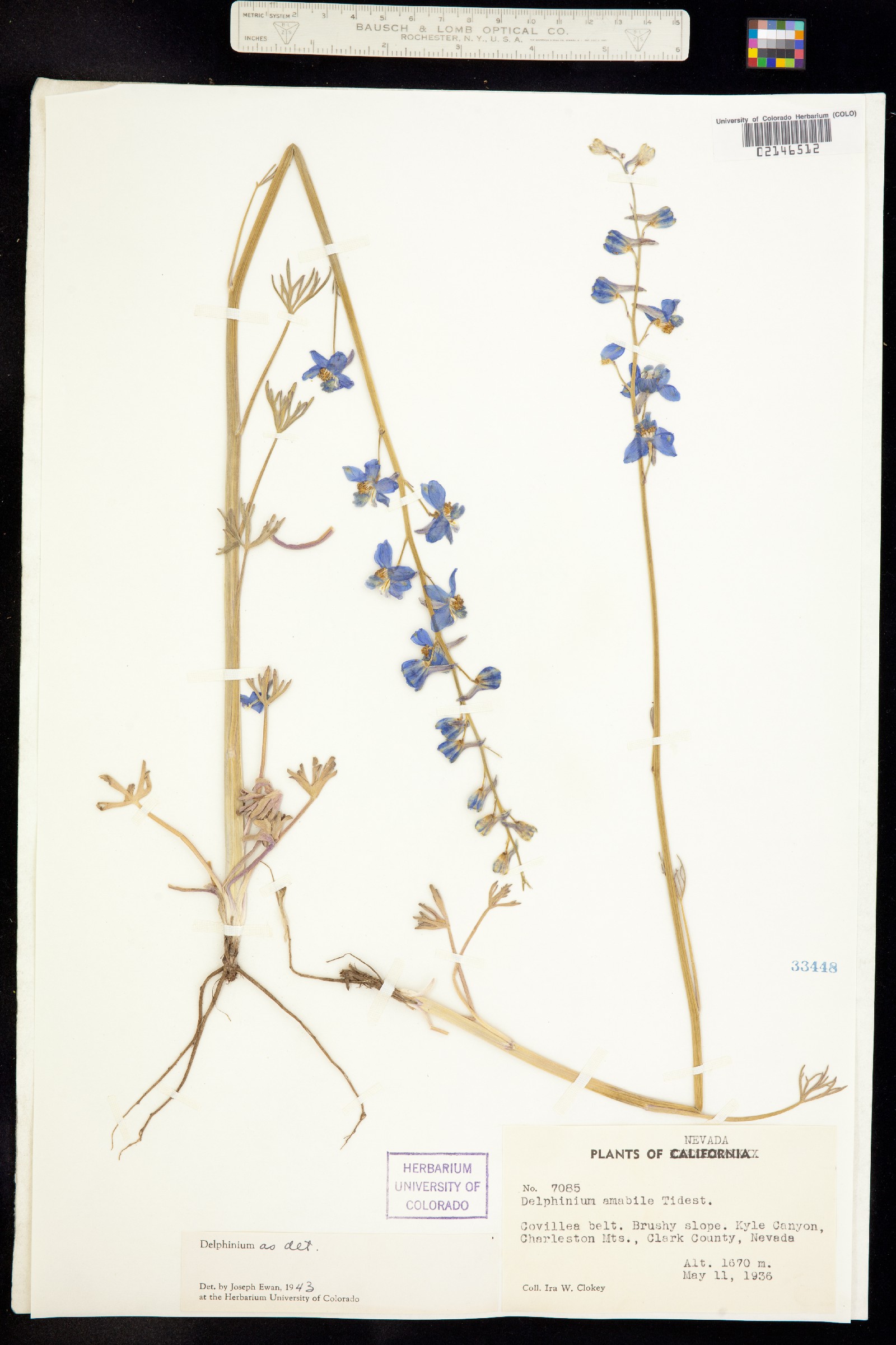 Delphinium parishii ssp. parishii image