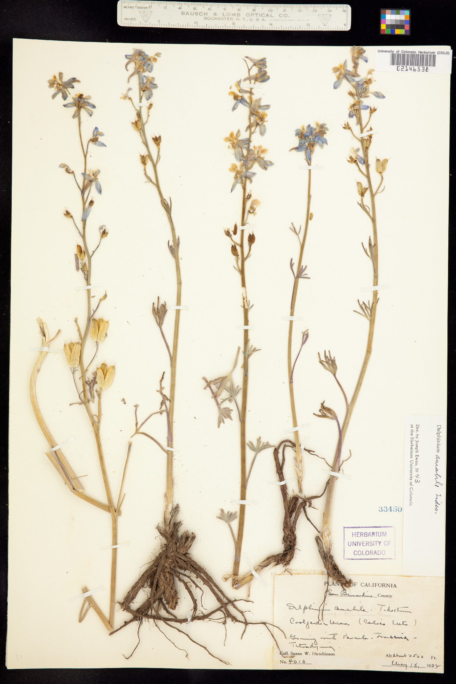 Delphinium parishii ssp. parishii image