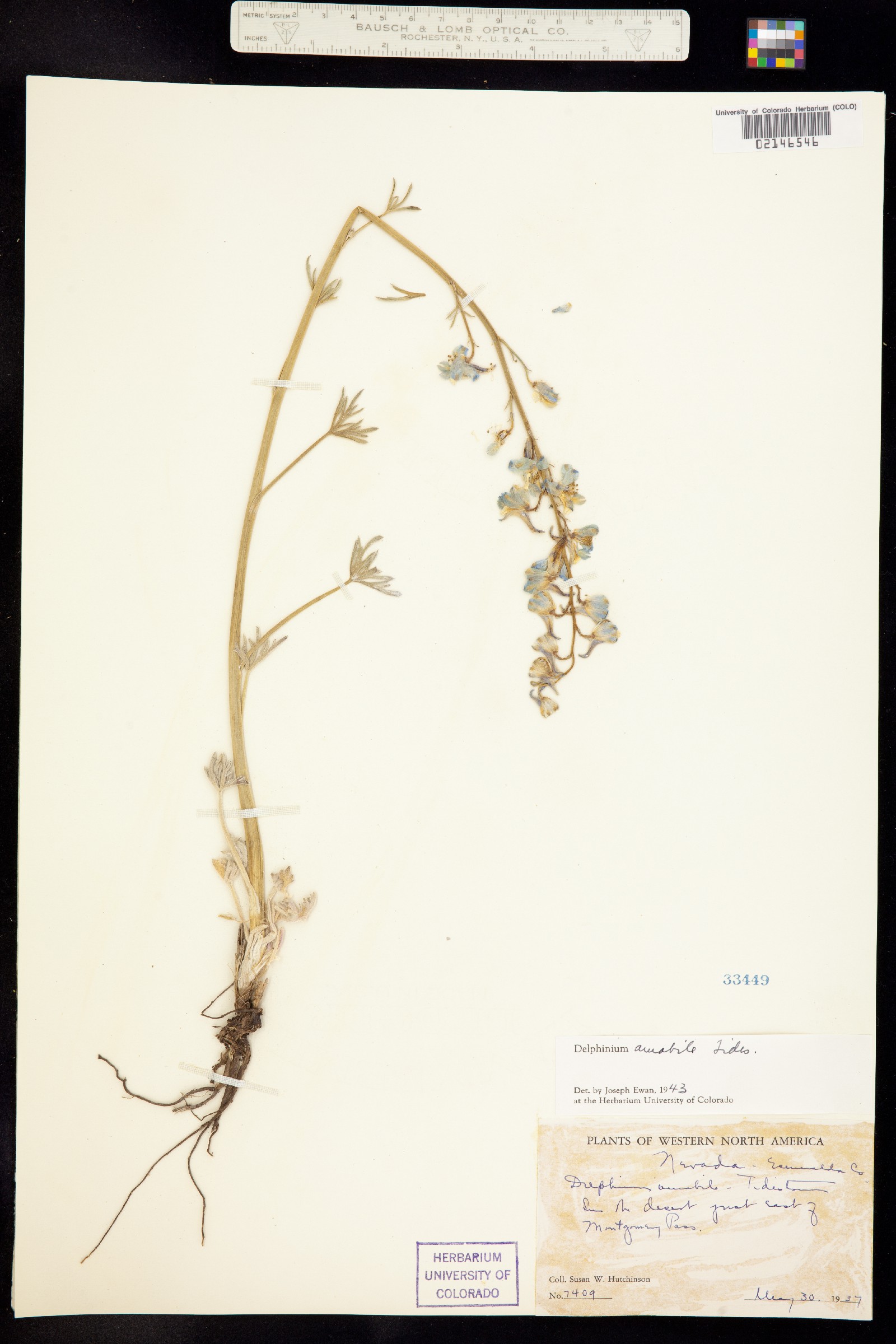 Delphinium parishii ssp. parishii image