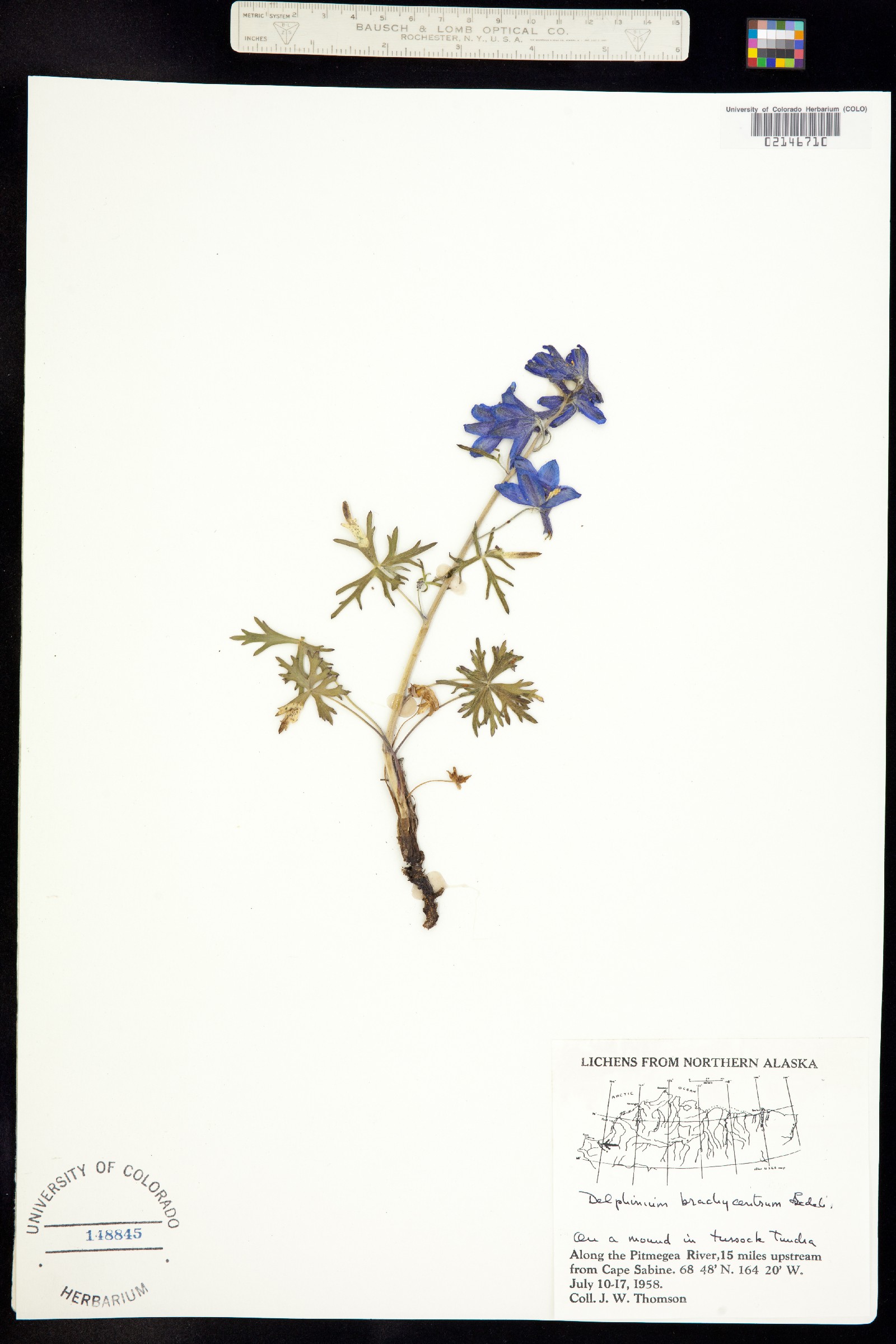 Delphinium brachycentrum image
