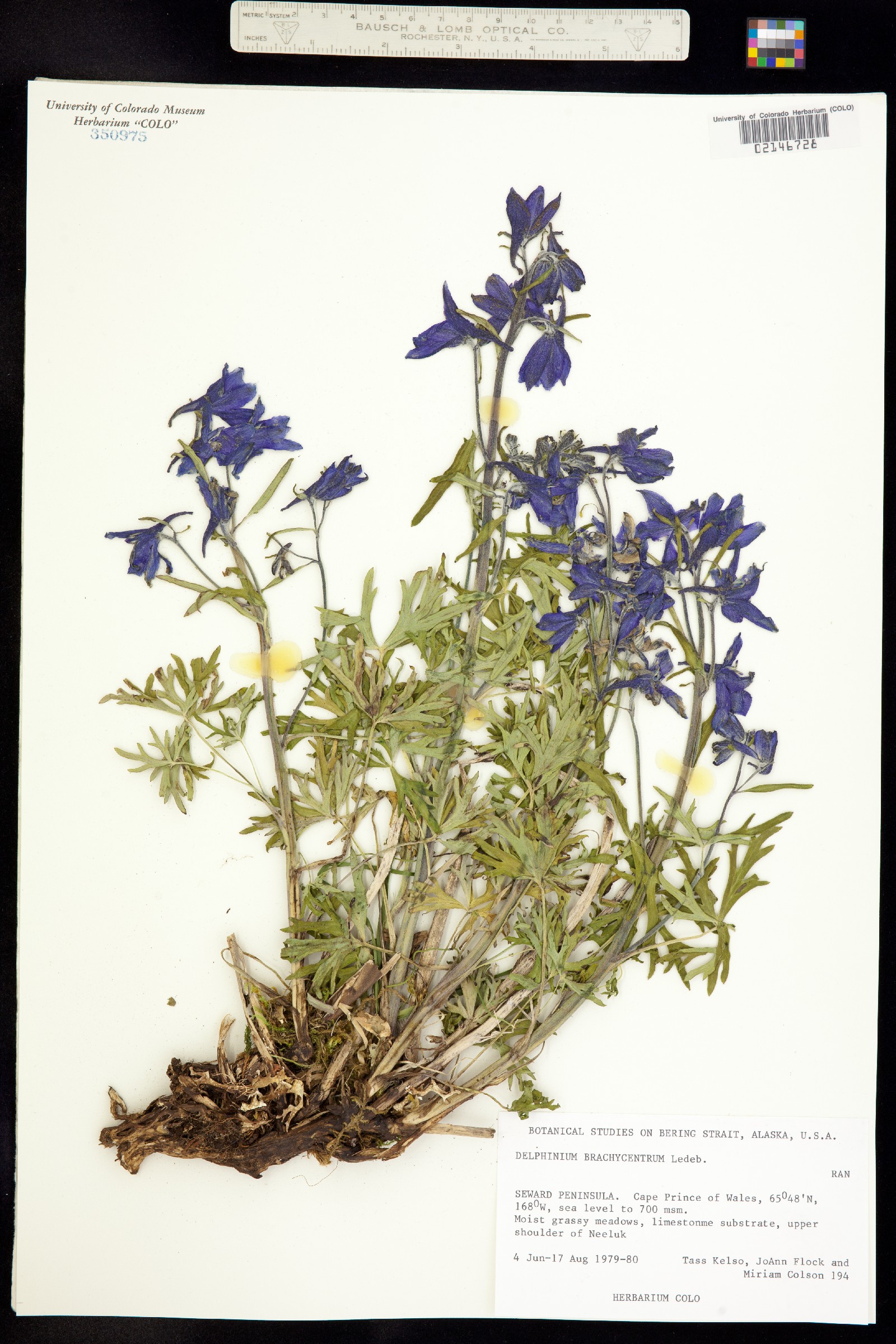 Delphinium brachycentrum image